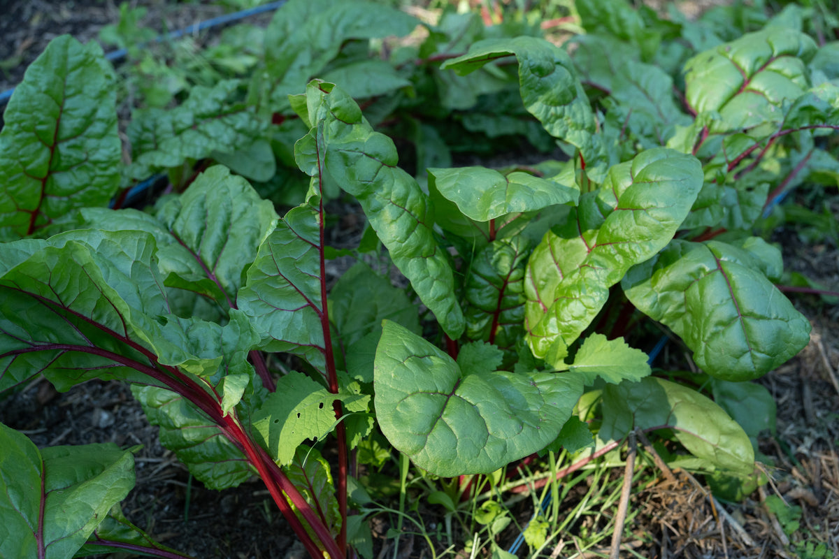Red Scare Chard