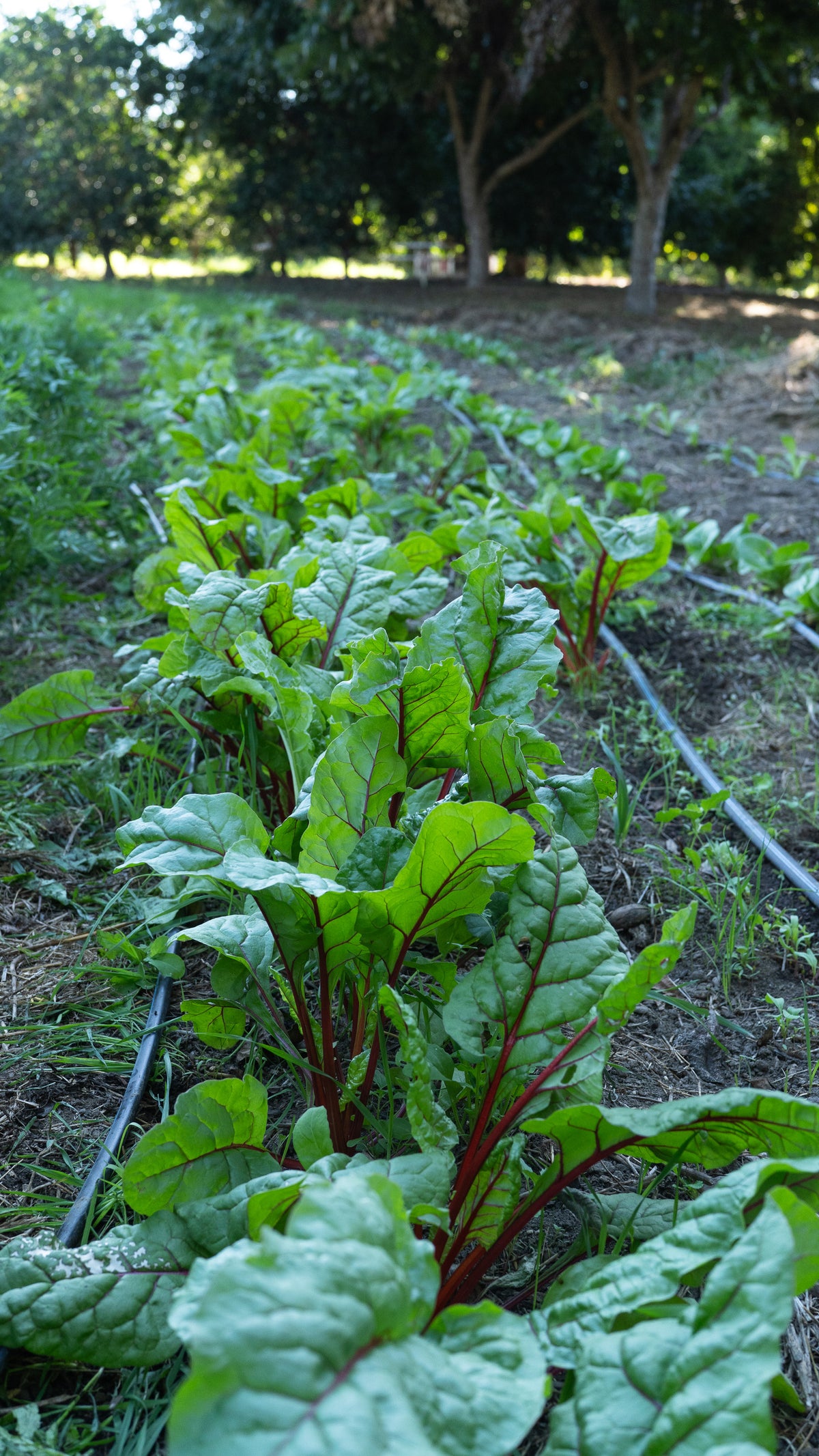 Red Scare Chard
