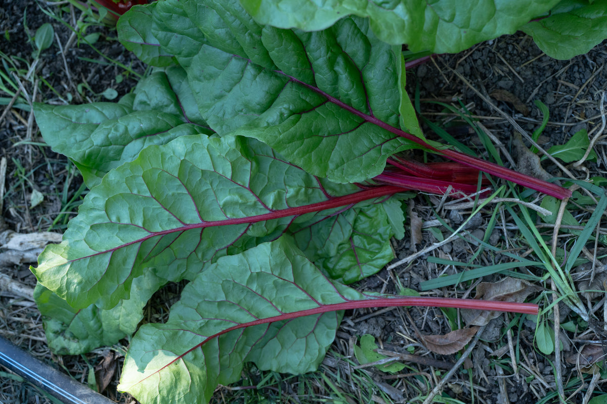 Red Scare Chard
