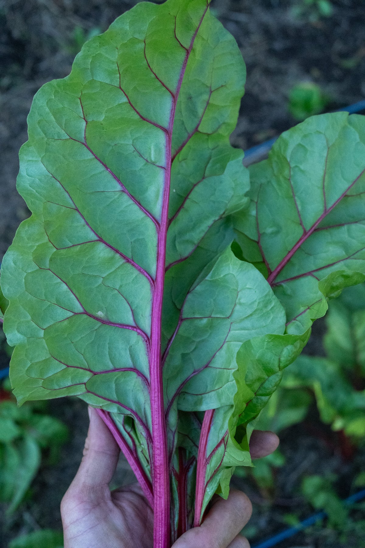 Red Scare Chard