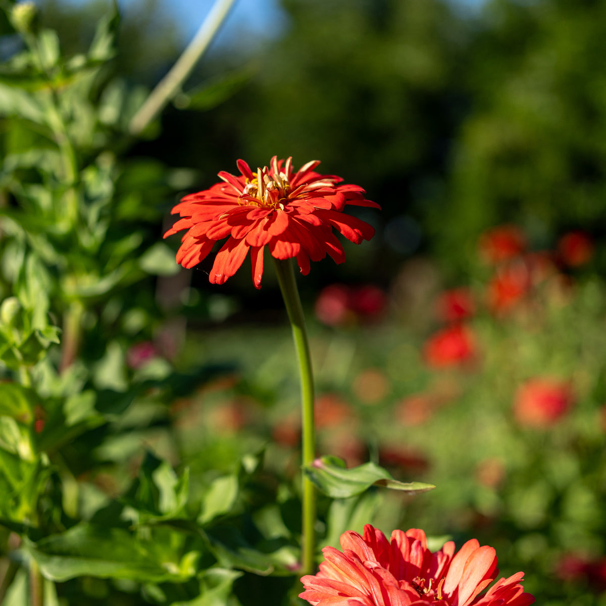 Zinnia, Red Zinnia Flower