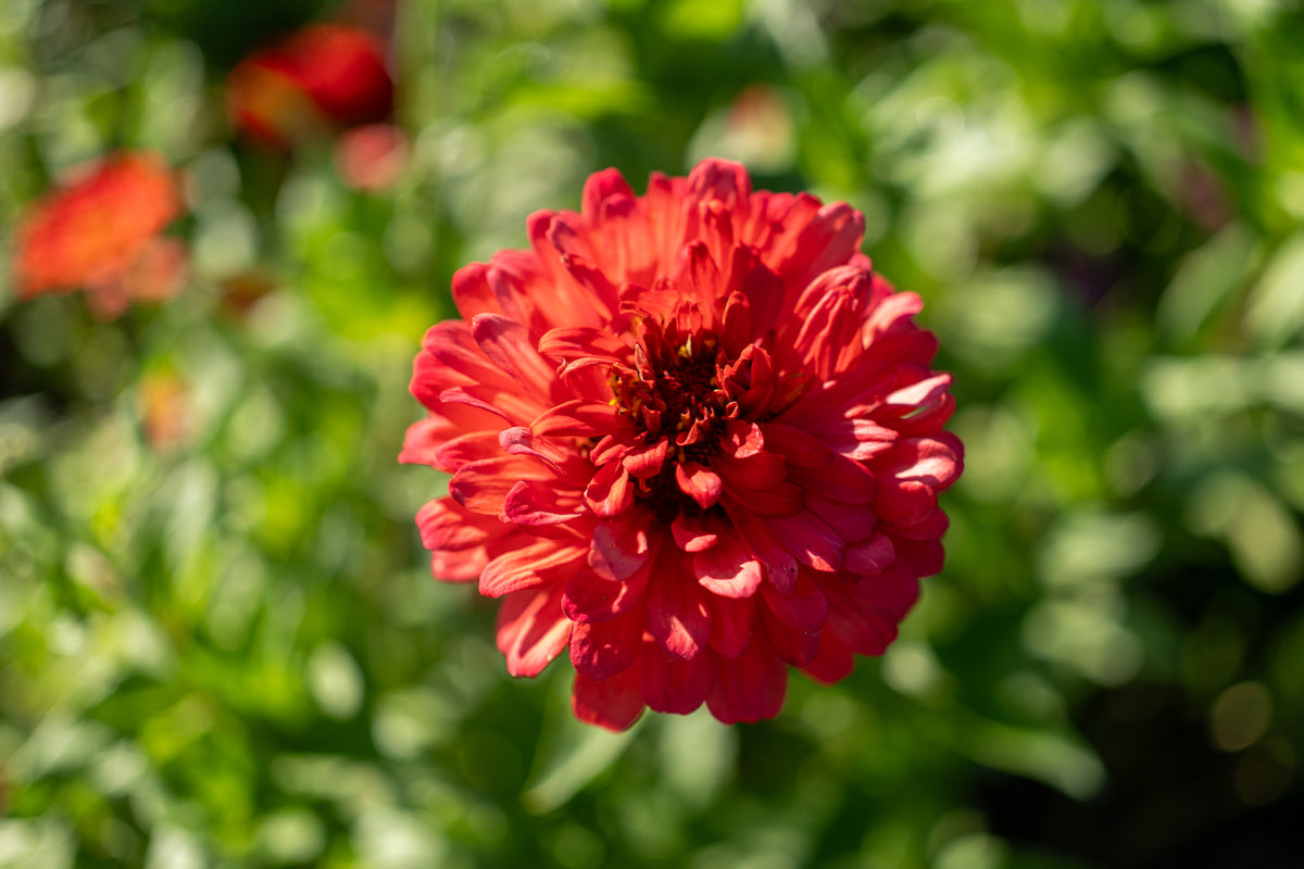 Zinnia, Red Zinnia Flower