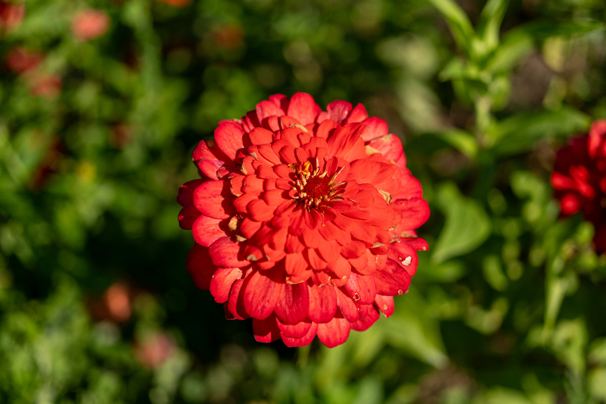 Zinnia, Red Zinnia Flower