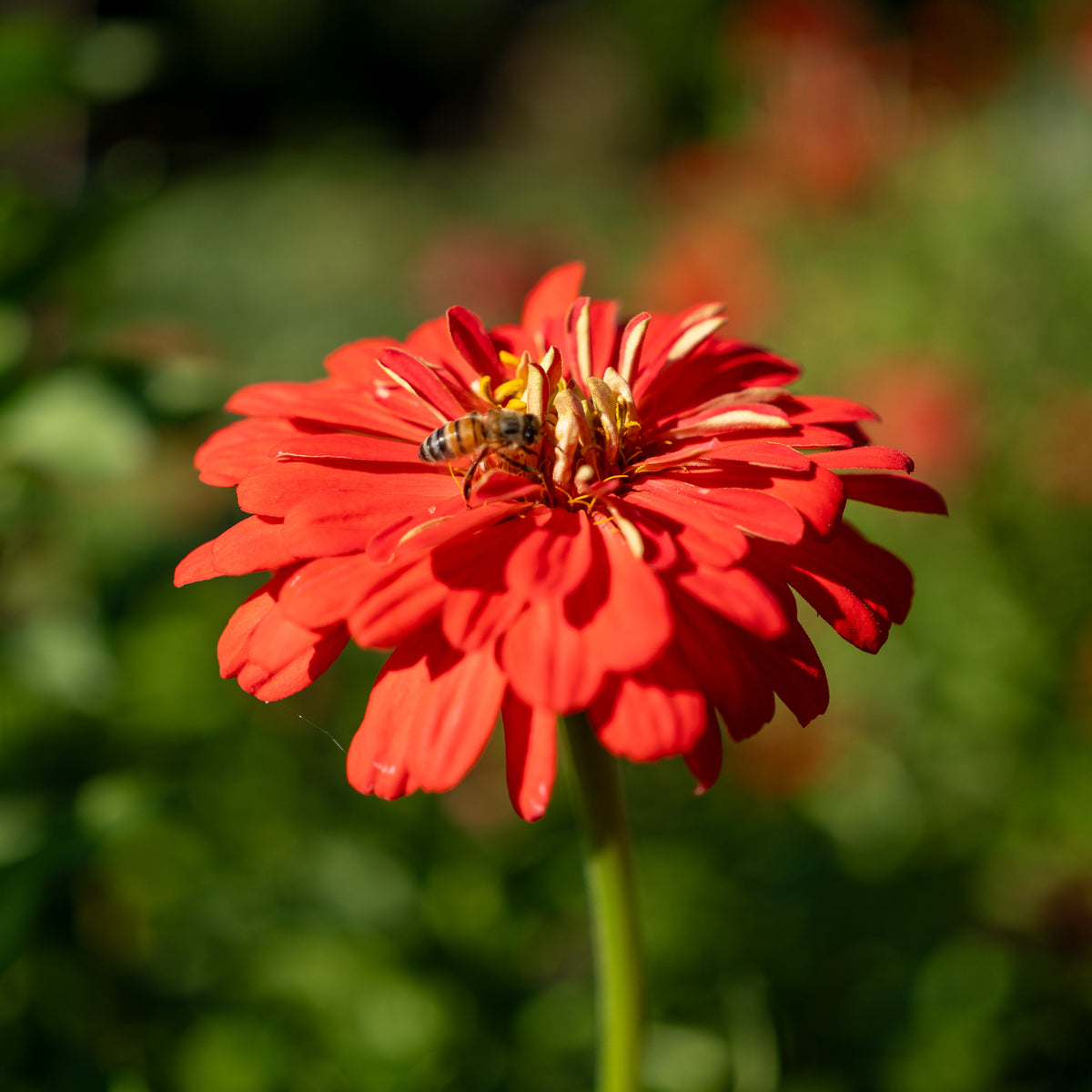 Zinnia, Red Zinnia Flower