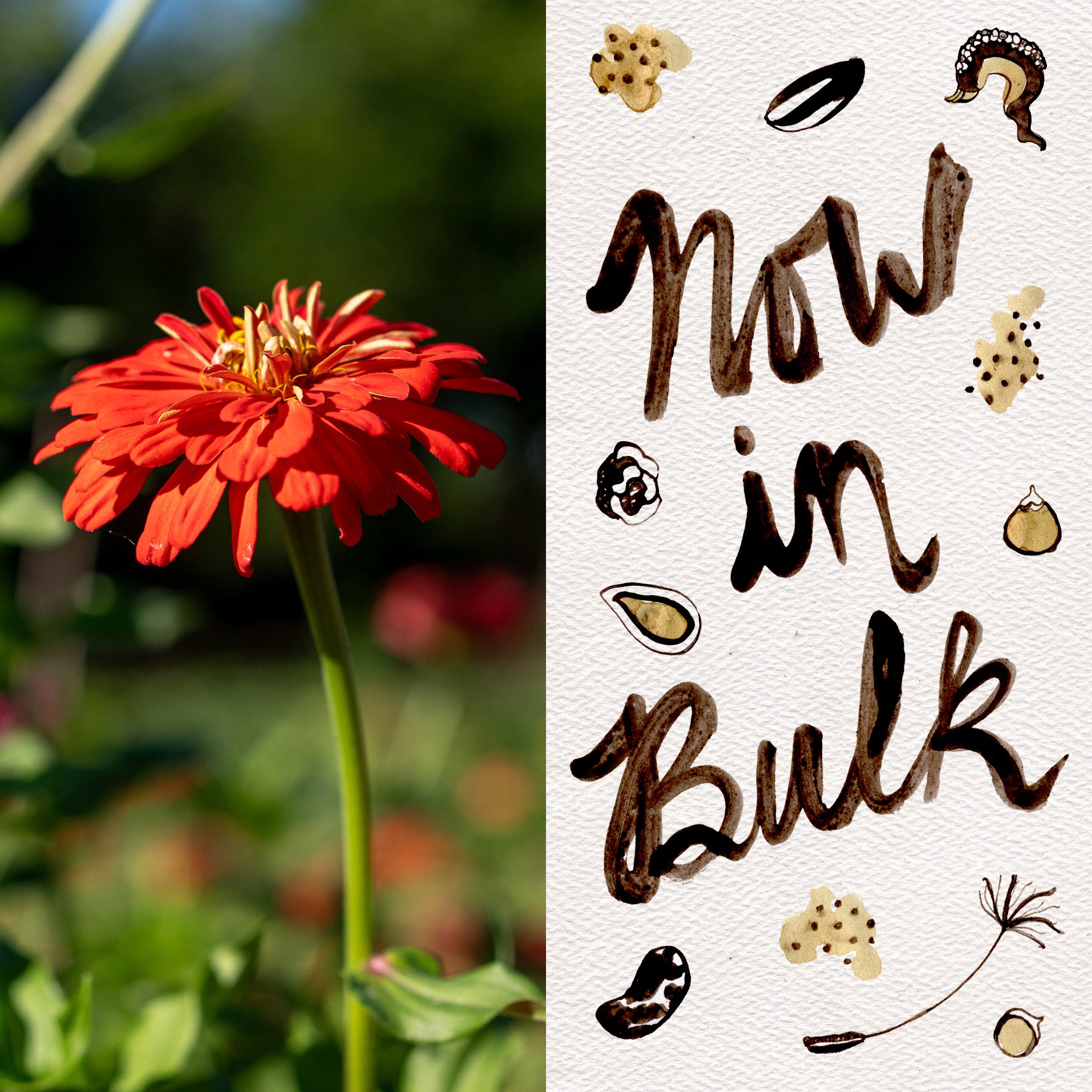 red flower seeds Zinnia Red Zinnia Flower Seeds BULK: 1,000 Seeds (7 grams), OG