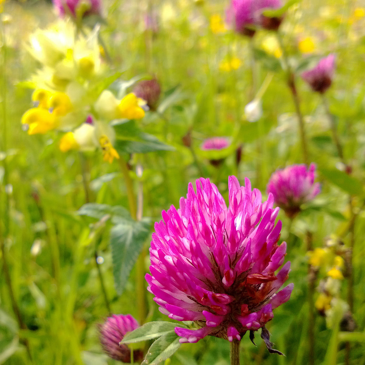 Red Clover in Bloom