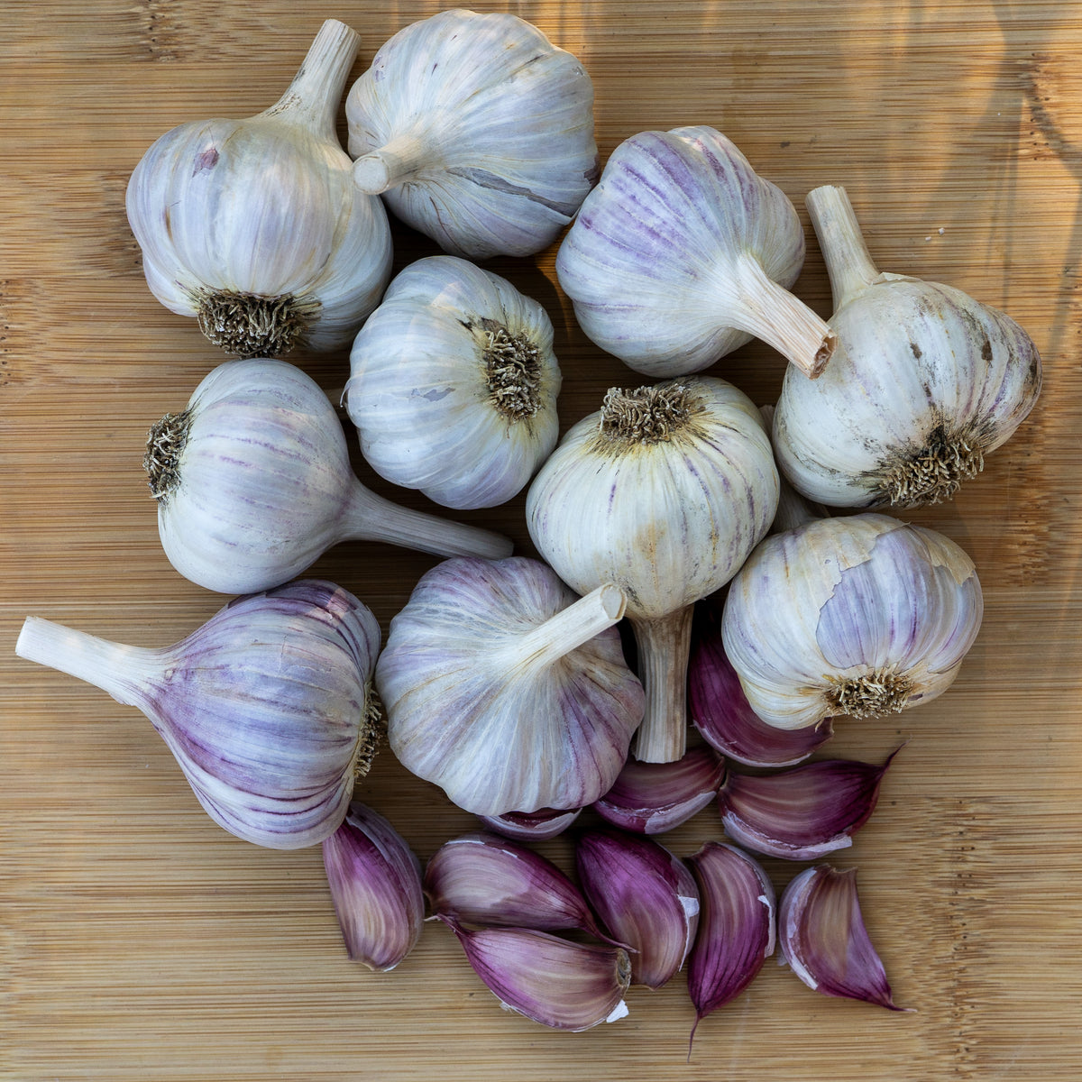 Donostia Hardneck Garlic