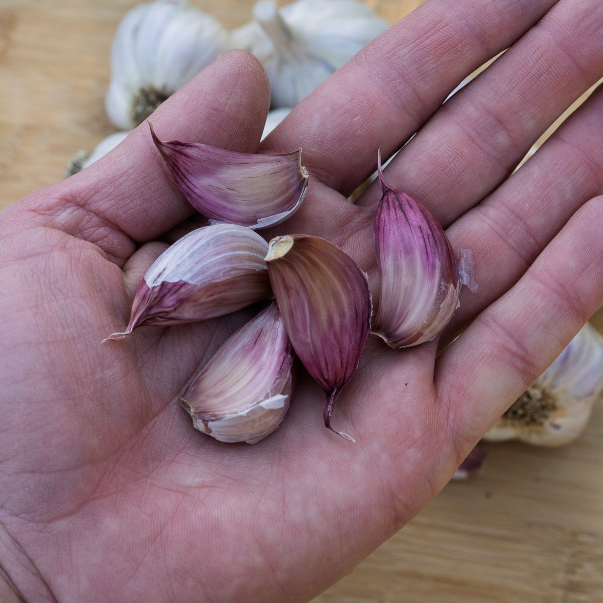 Donostia Hardneck Garlic
