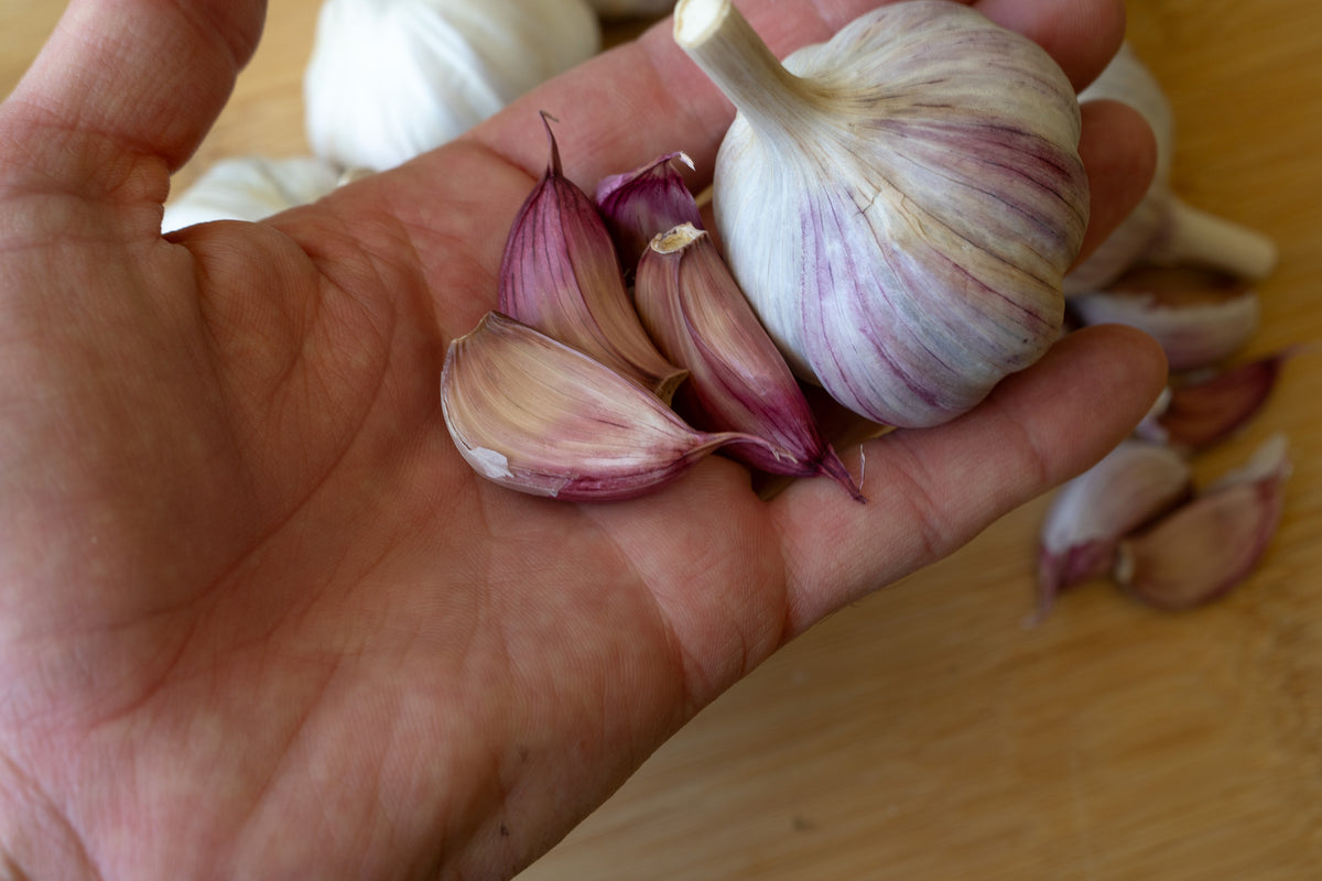 Donostia Hardneck Garlic