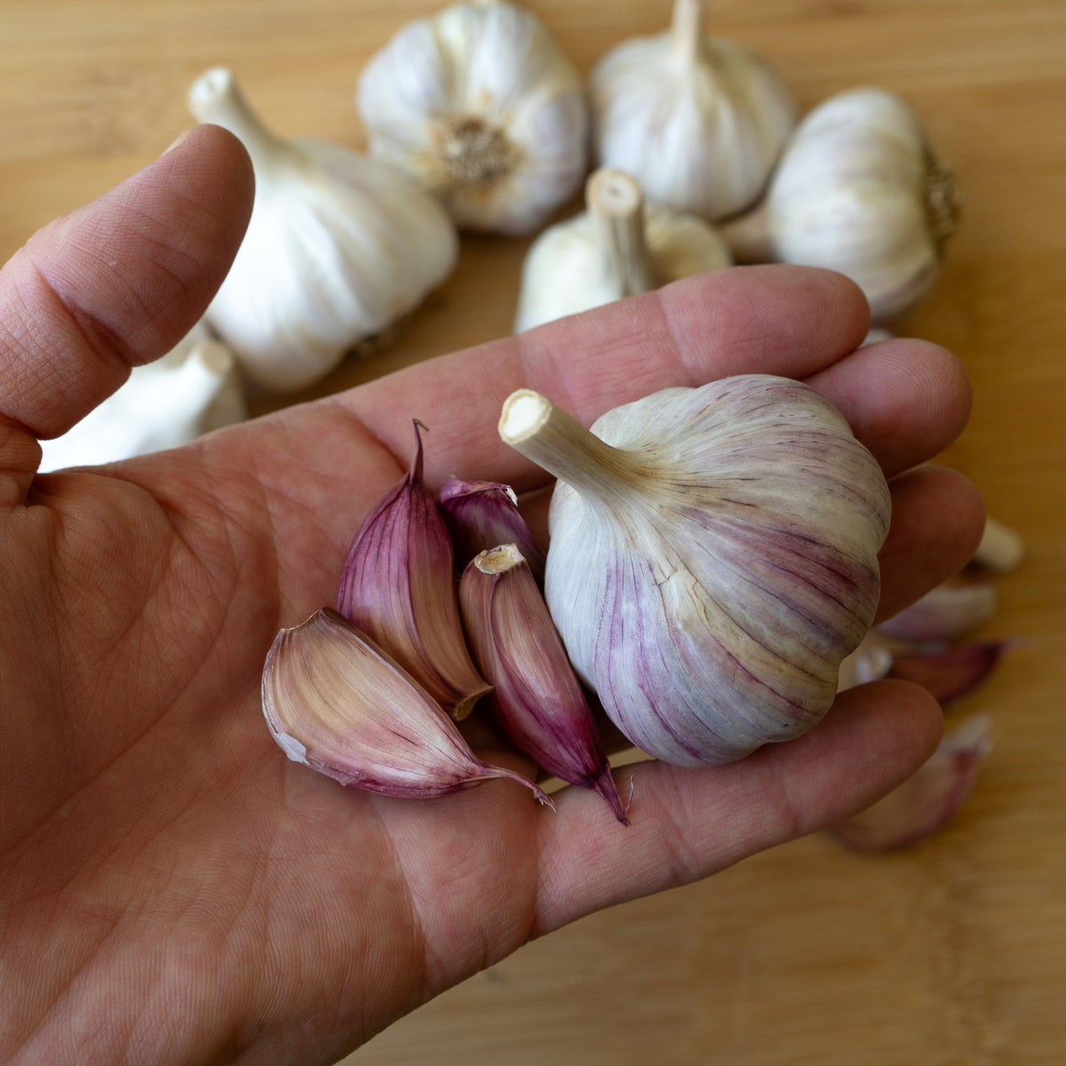 Donostia Hardneck Garlic