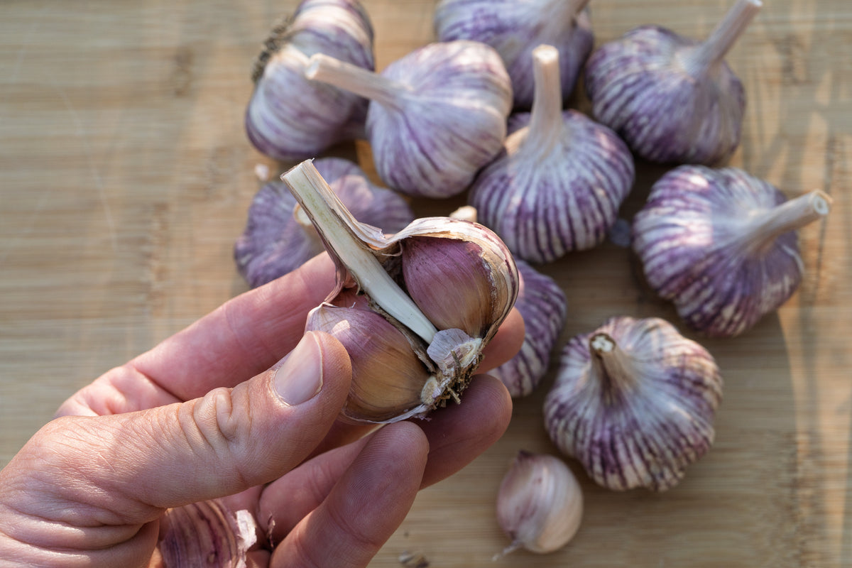 Red Janice Hardneck Garlic