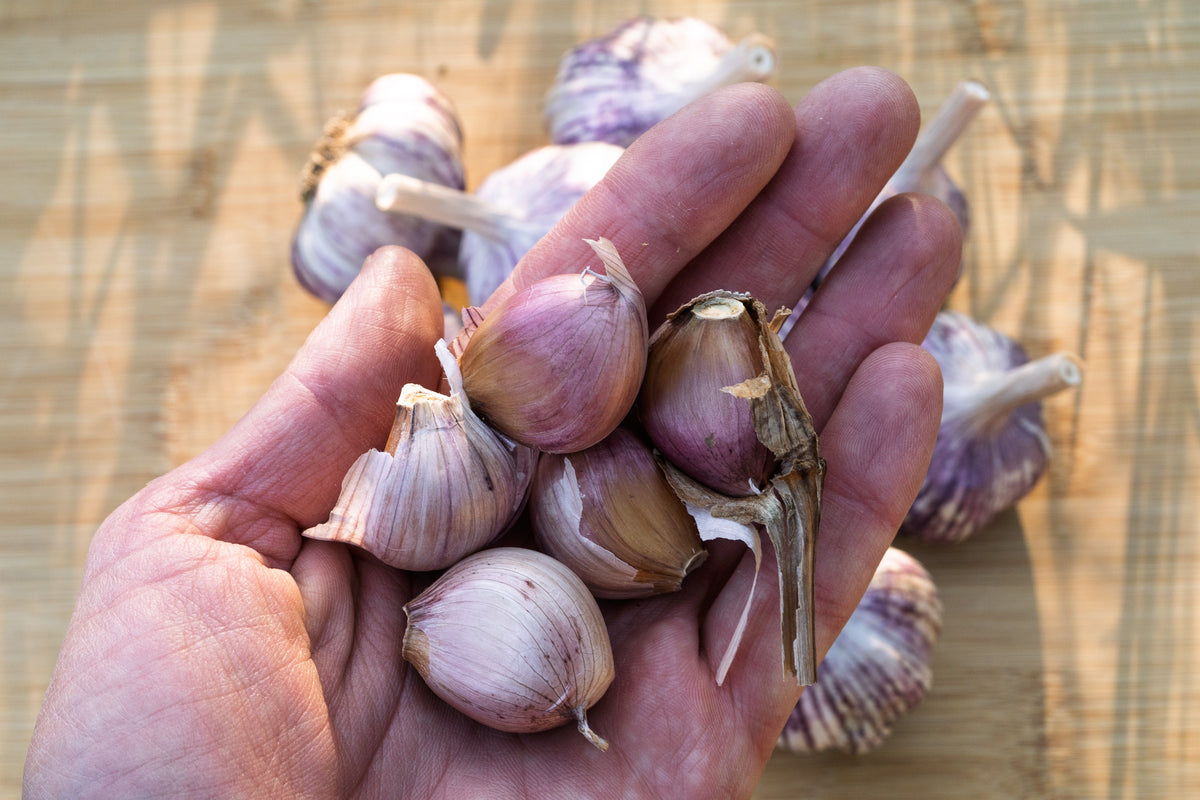 Red Janice Hardneck Garlic