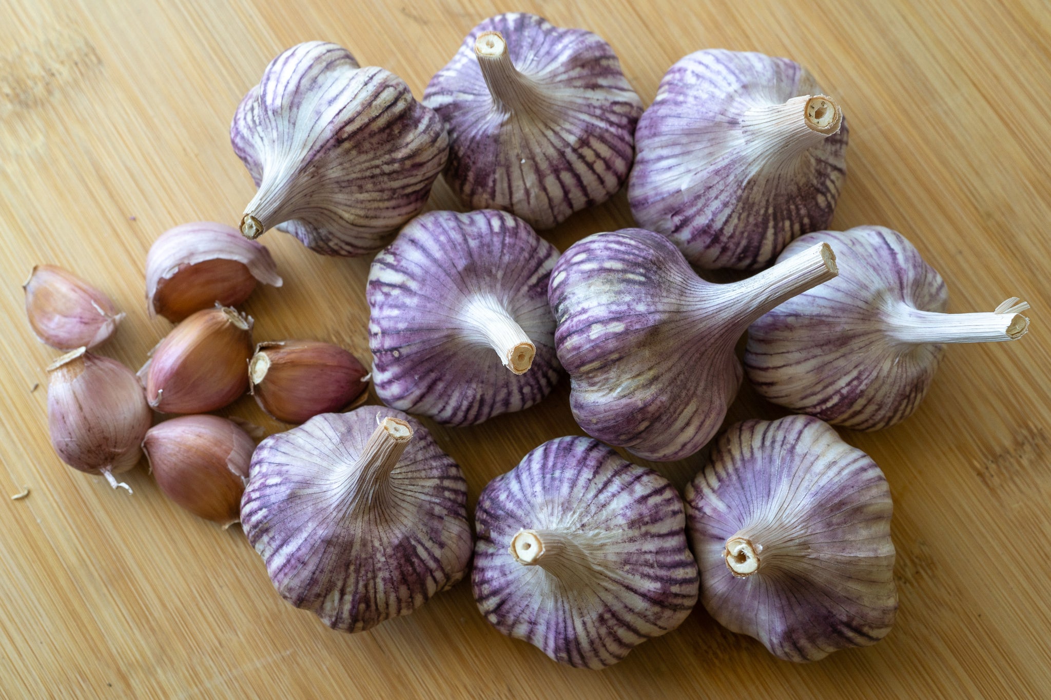 we plant a seed by sharon gordon Red Janice Hardneck Garlic Seed Bulbs