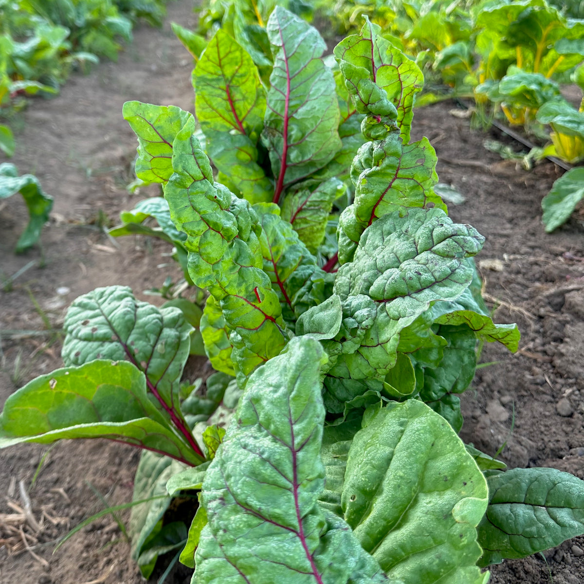 Red Scare Chard