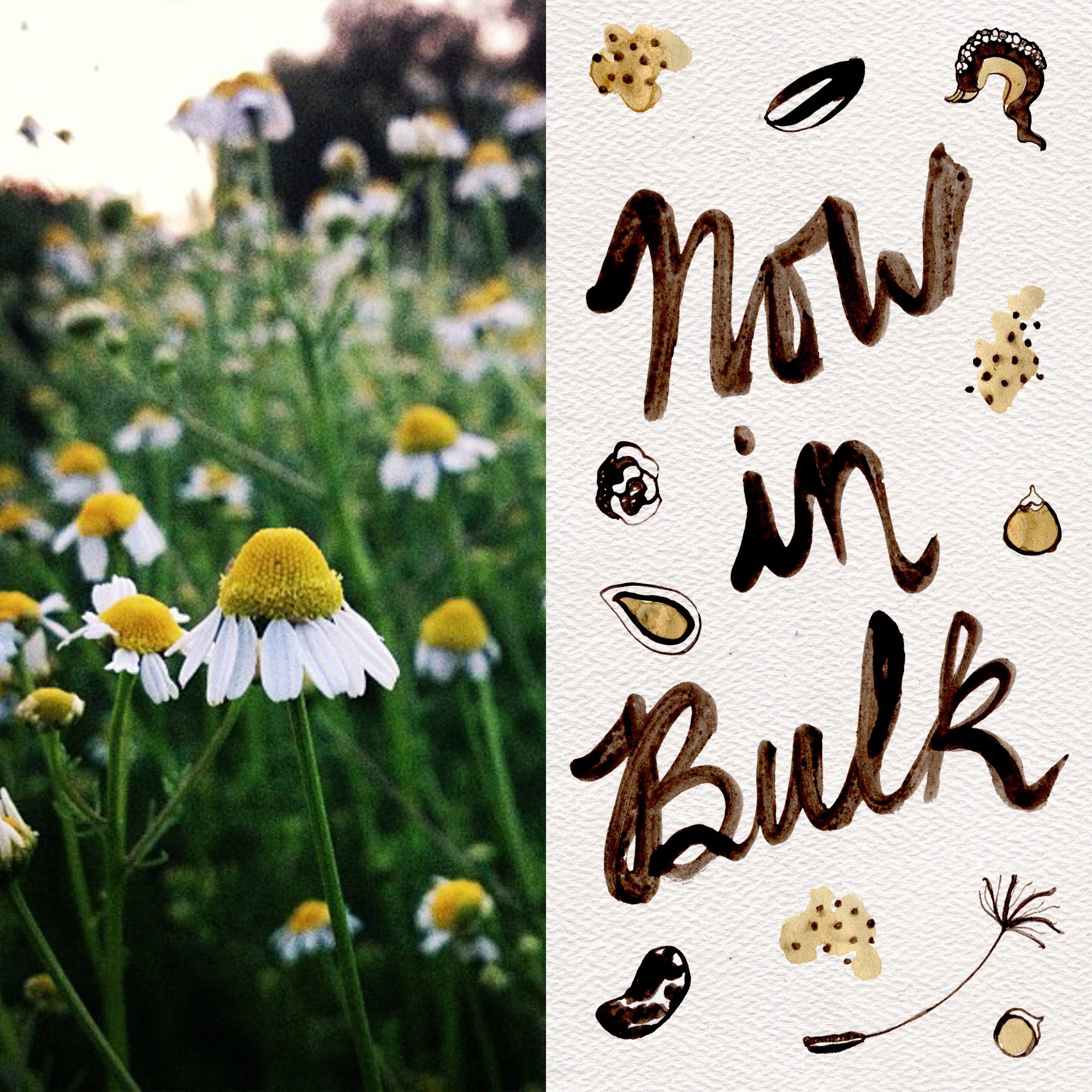 chamomile flower seeds for sale Roman Chamomile Seeds BULK: 1 gram