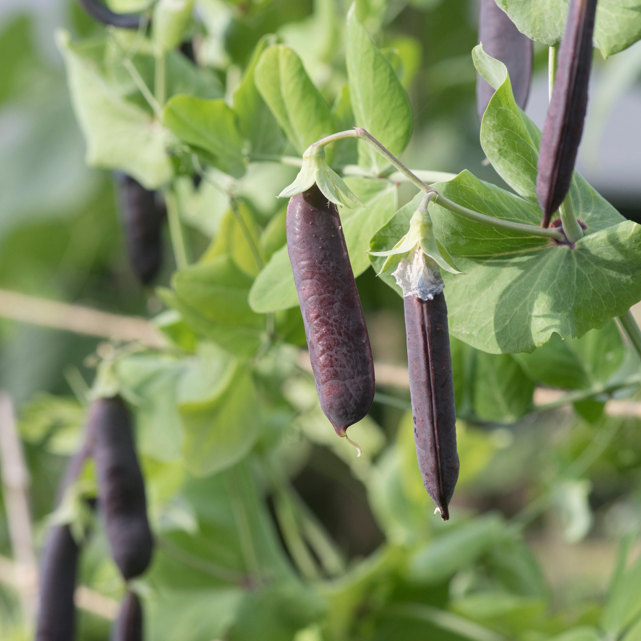 pea seeds plant Royal Snap Pea II Seeds BULK: 1,000 Seeds (0.5 pound)