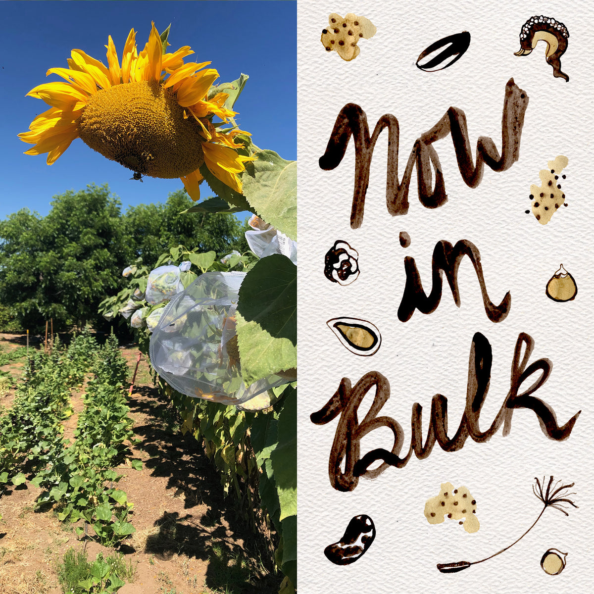 Mammoth Sunflower
