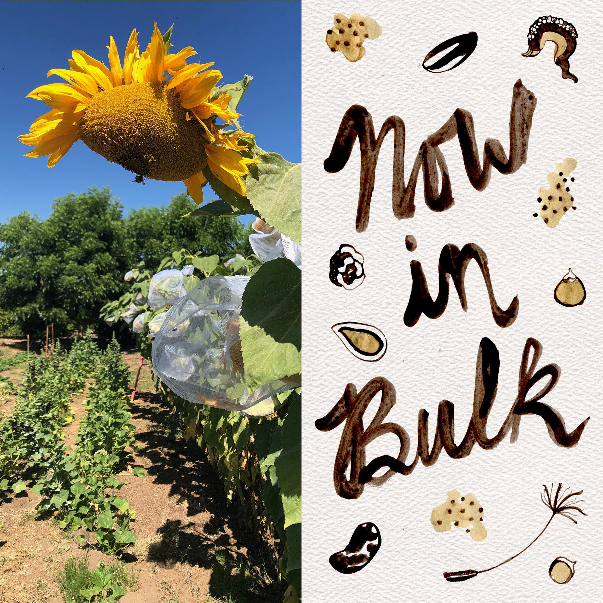 sunflower seeds to plant in bulk Mammoth Sunflower