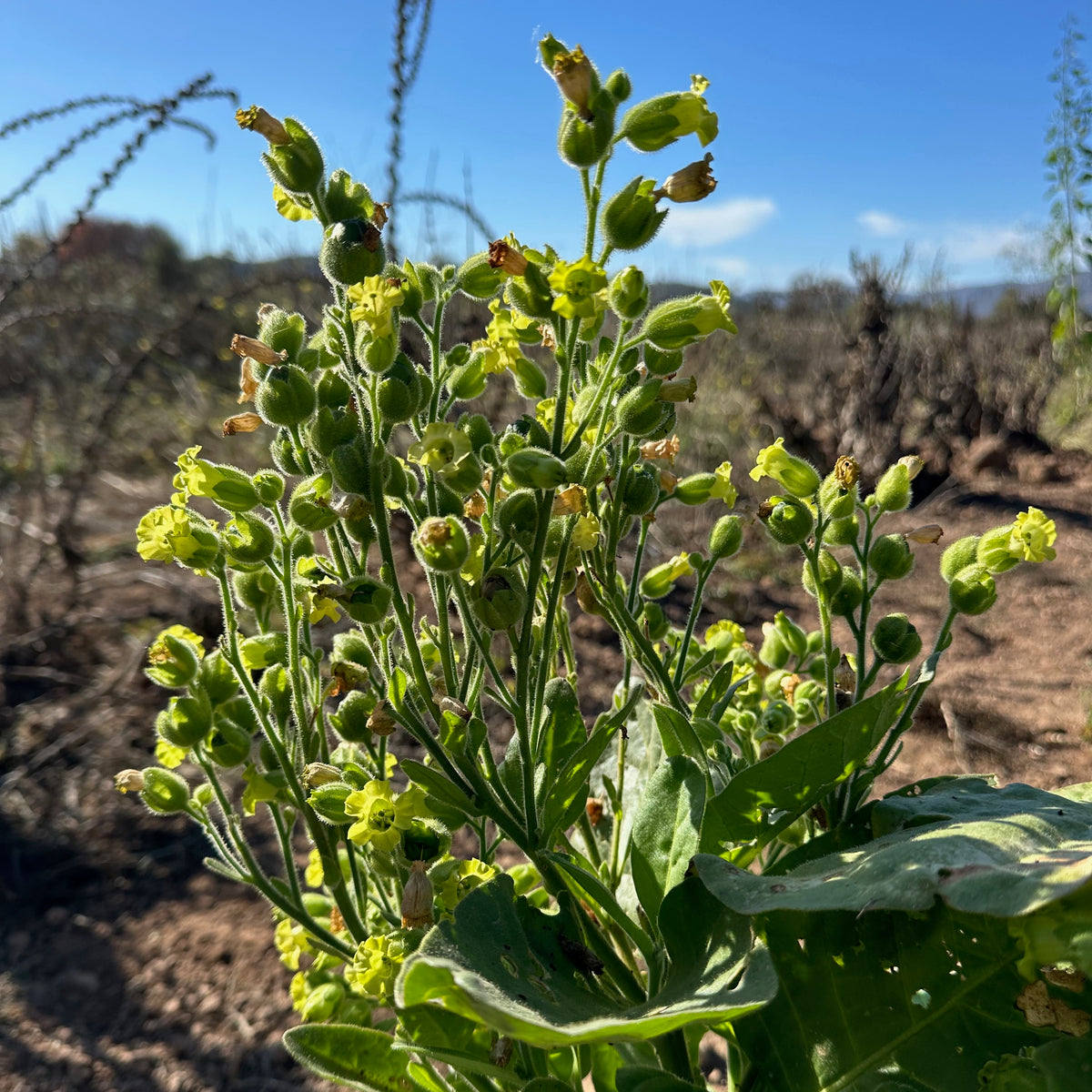 Rustica Tobacco Seed