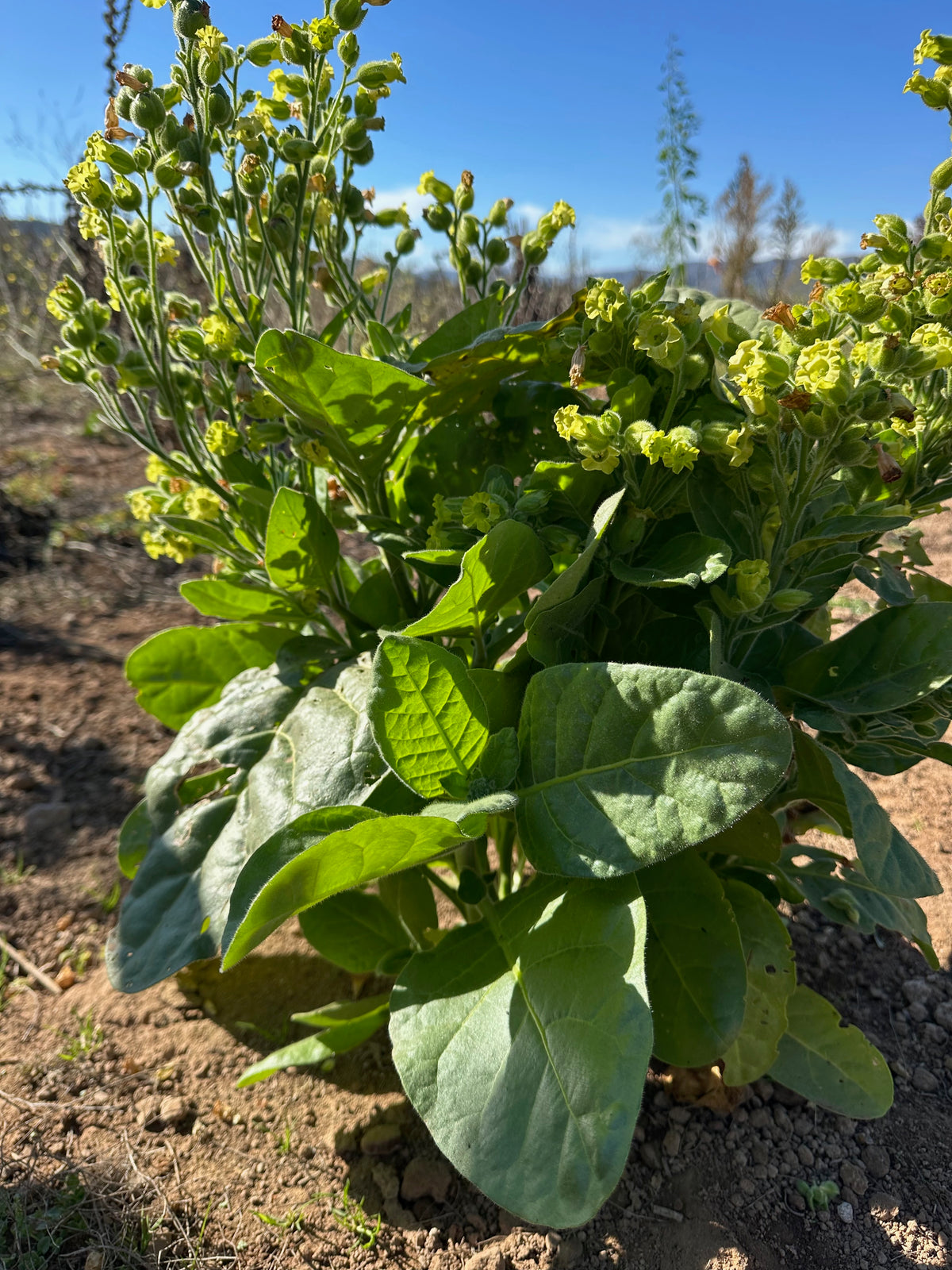 Rustica Tobacco Seed