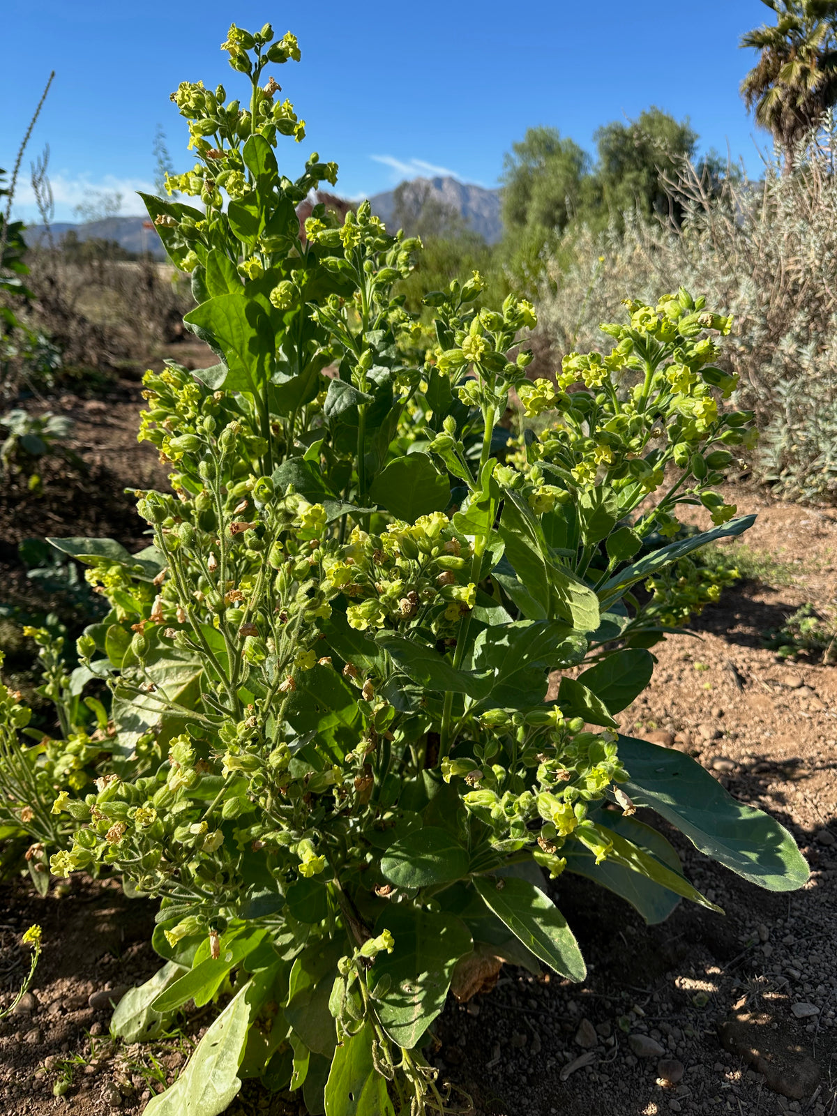 Rustica Tobacco Seed