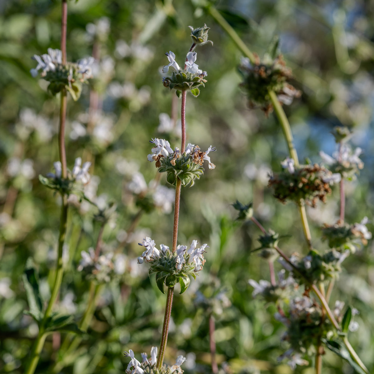 Black Sage