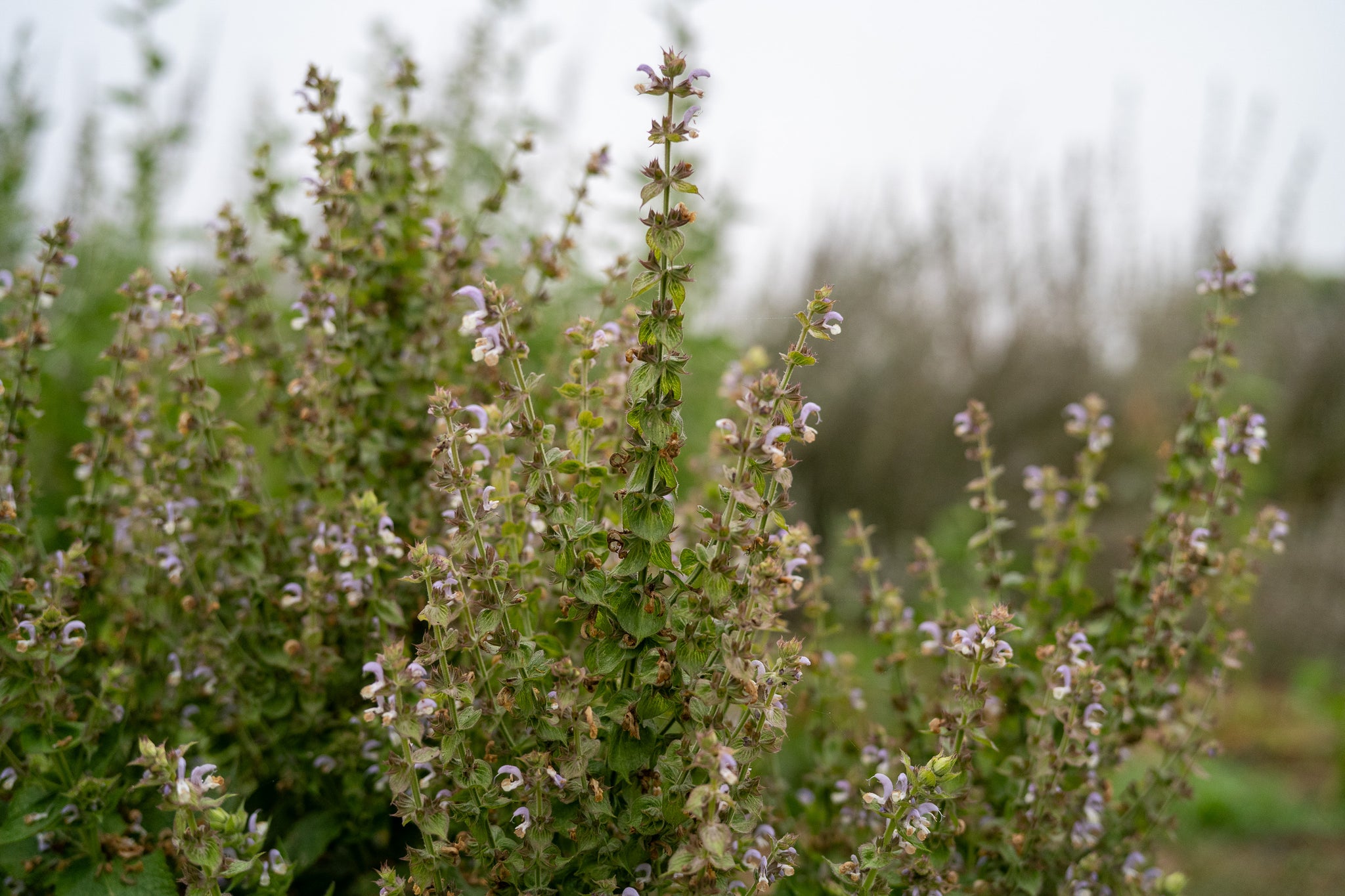 planting clary sage seeds Clary Sage