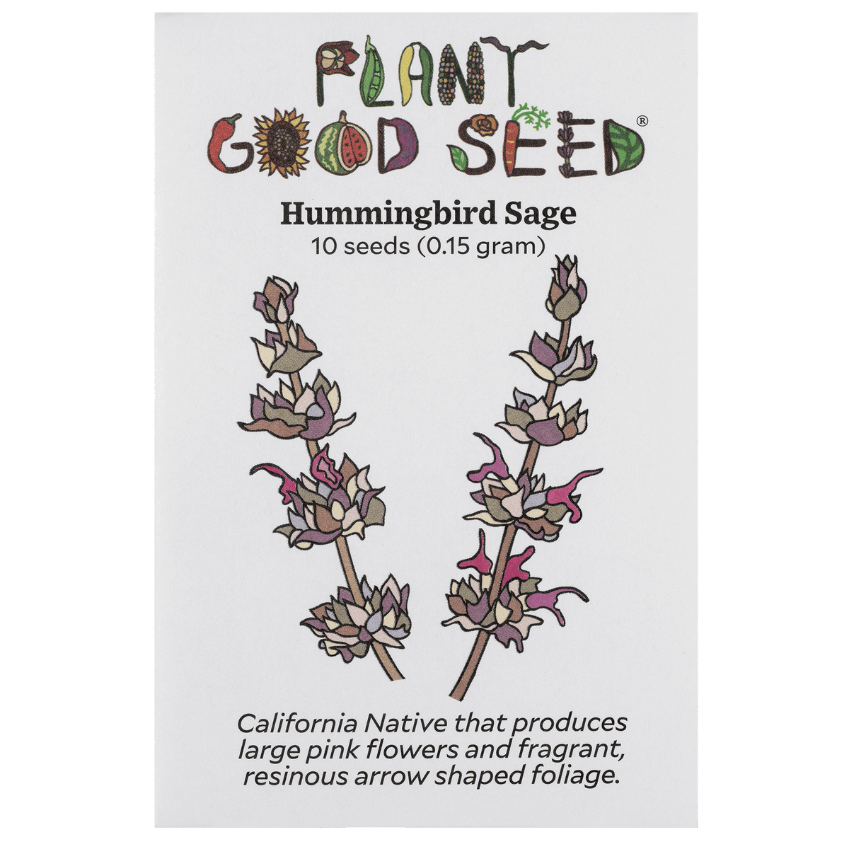 Hummingbird Sage
