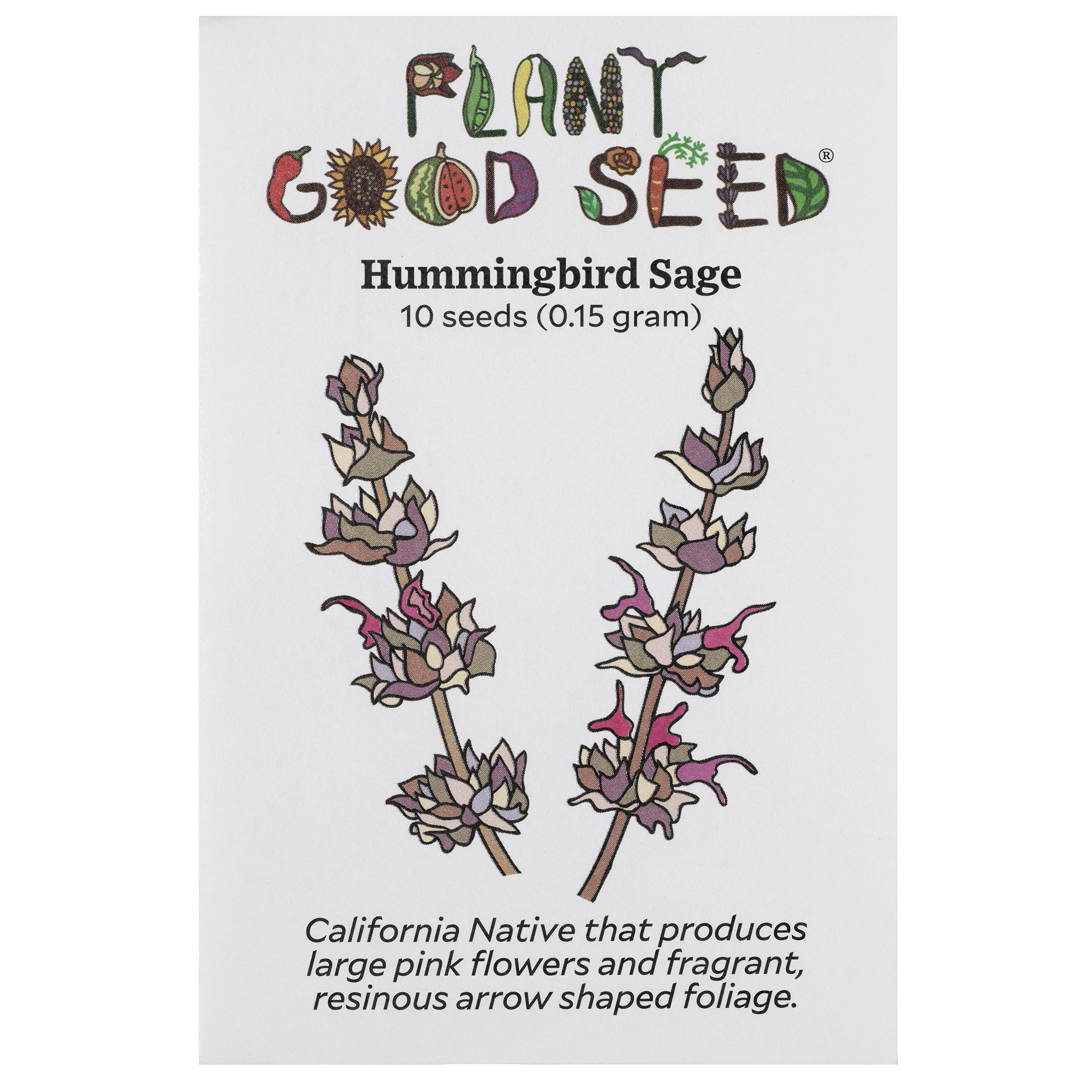 hummingbird plant seeds Hummingbird Sage Seeds Packet: 10 Seeds (0.15 gram), OG