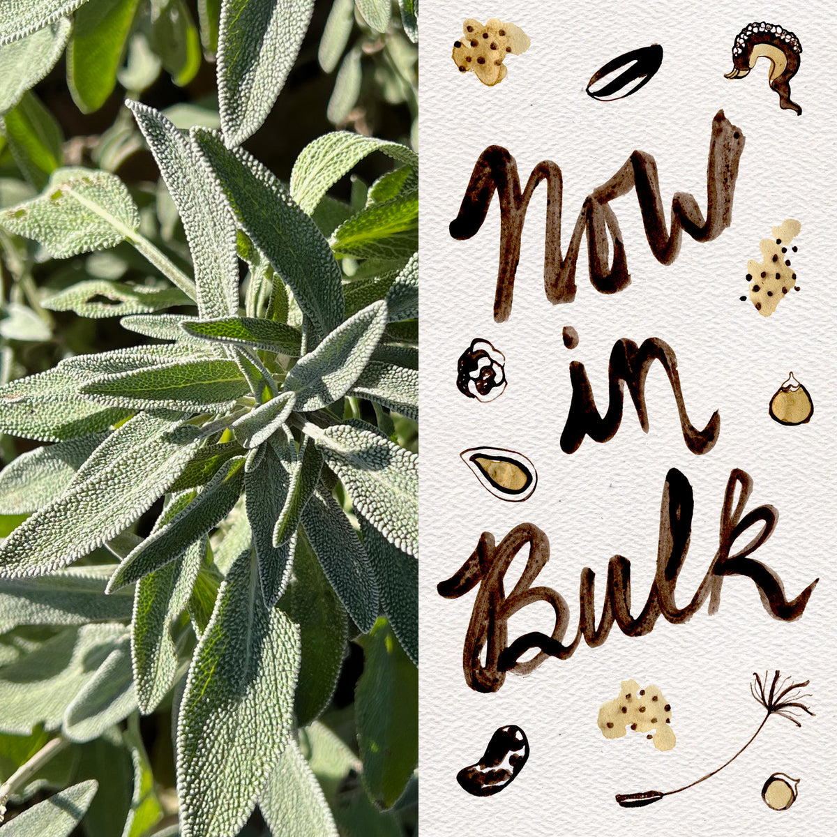 Common / Culinary Sage