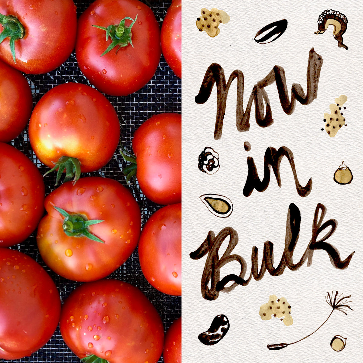 Sasha's Altai Tomato