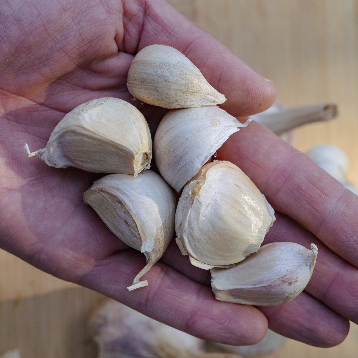 Sicilian Softneck Garlic