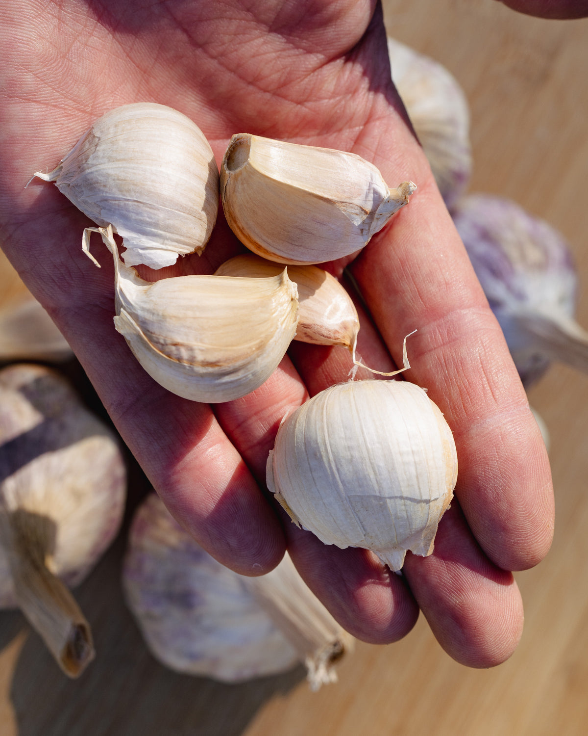 Sicilian Softneck Garlic