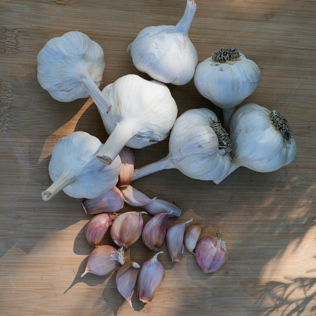 Silver Rose Softneck Garlic