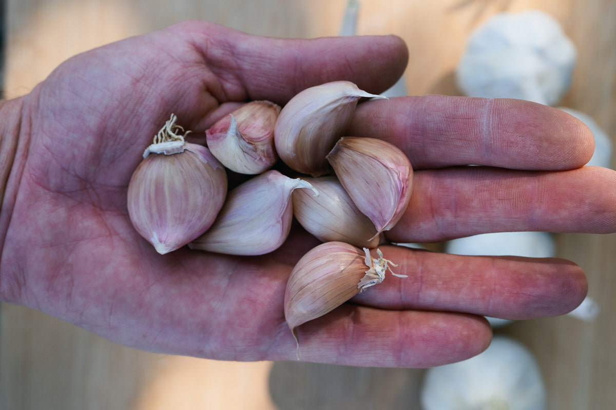 Silver Rose Softneck Garlic
