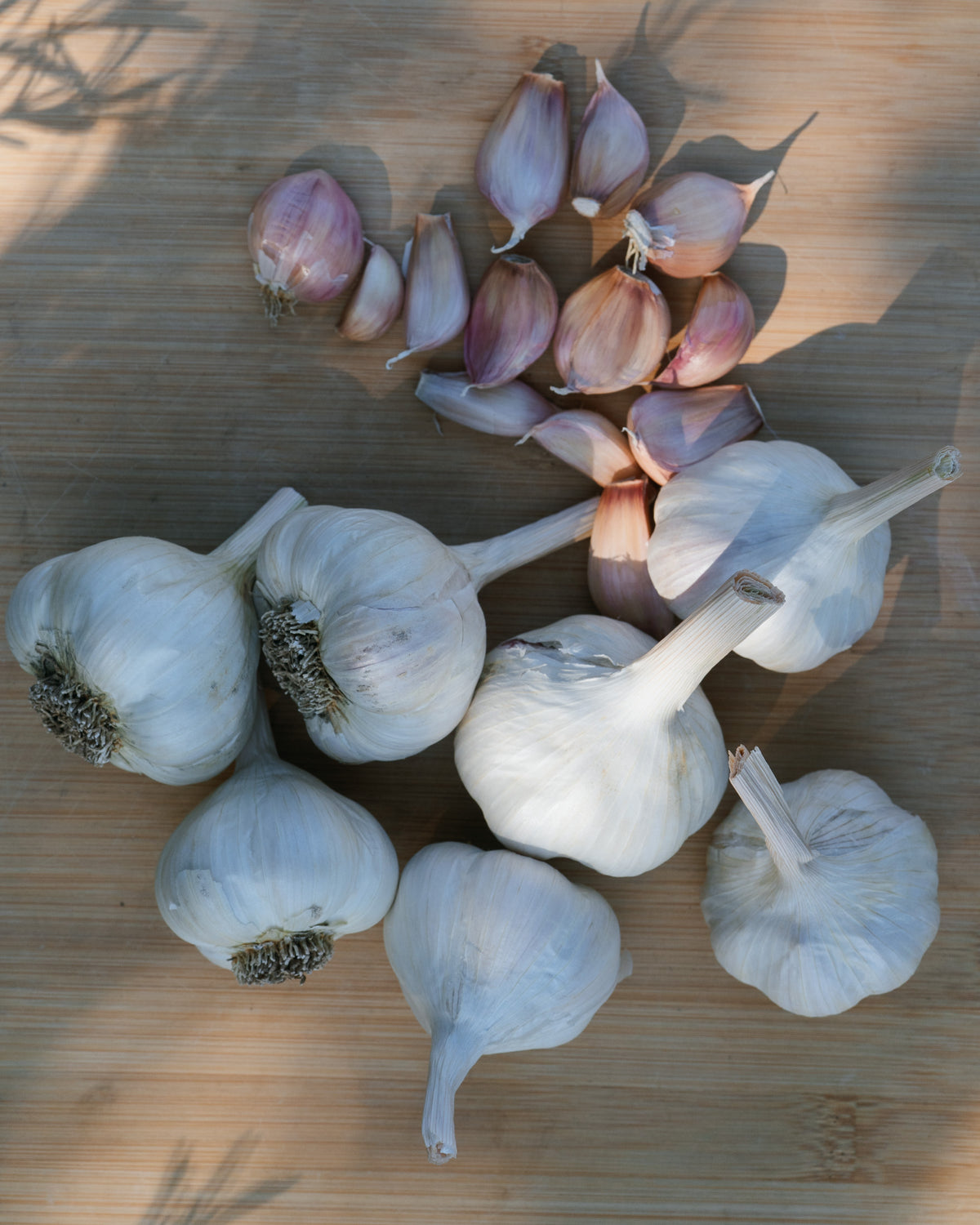 Silver Rose Softneck Garlic