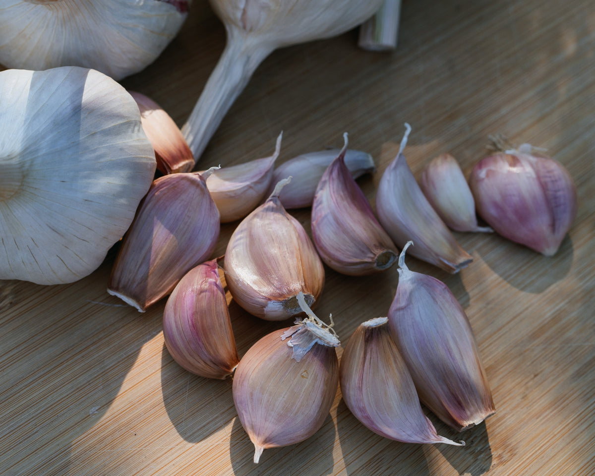 Silver Rose Softneck Garlic