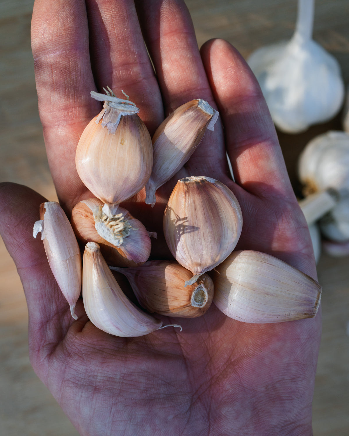 Silver Rose Softneck Garlic