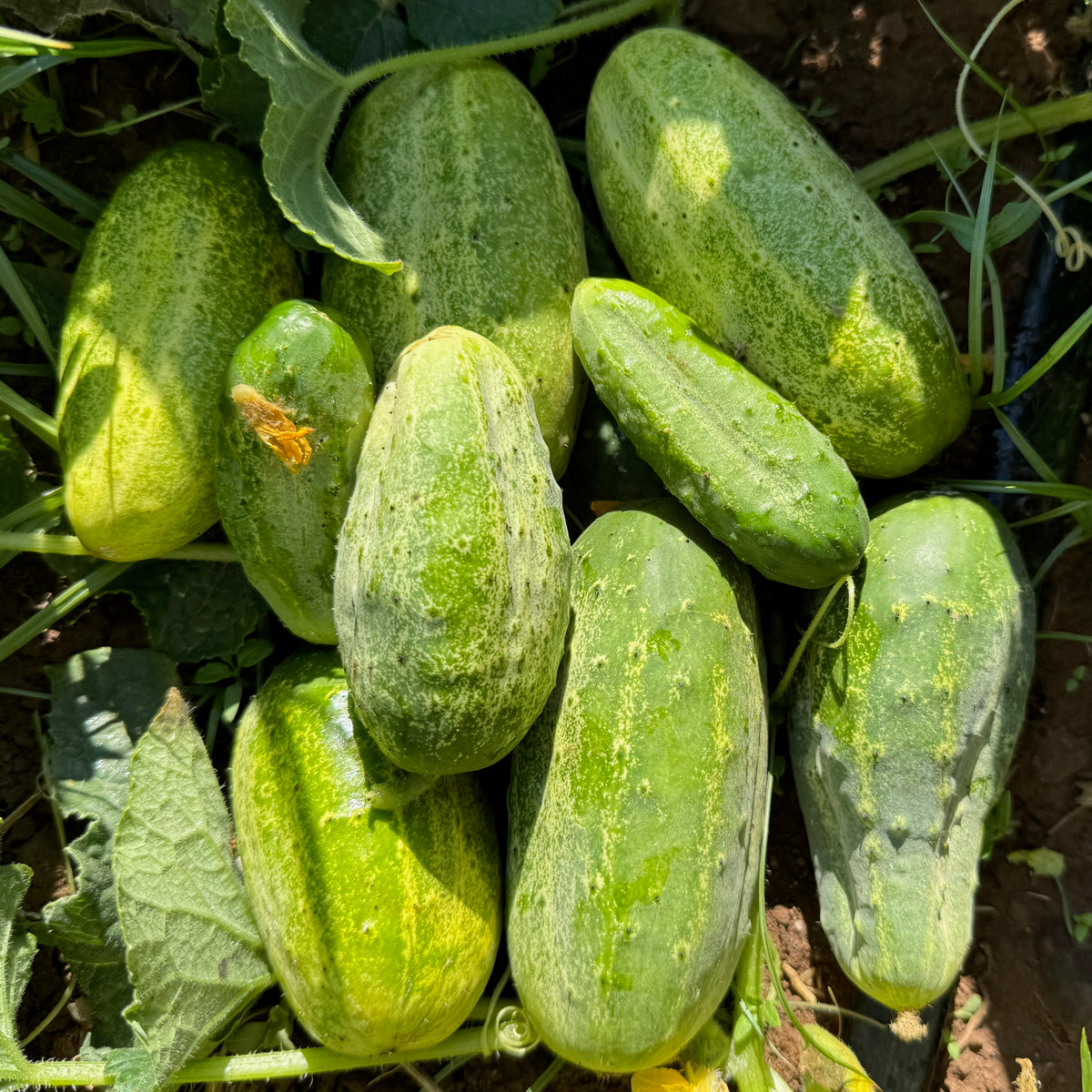 Snow's Fancy Pickling Cucumber