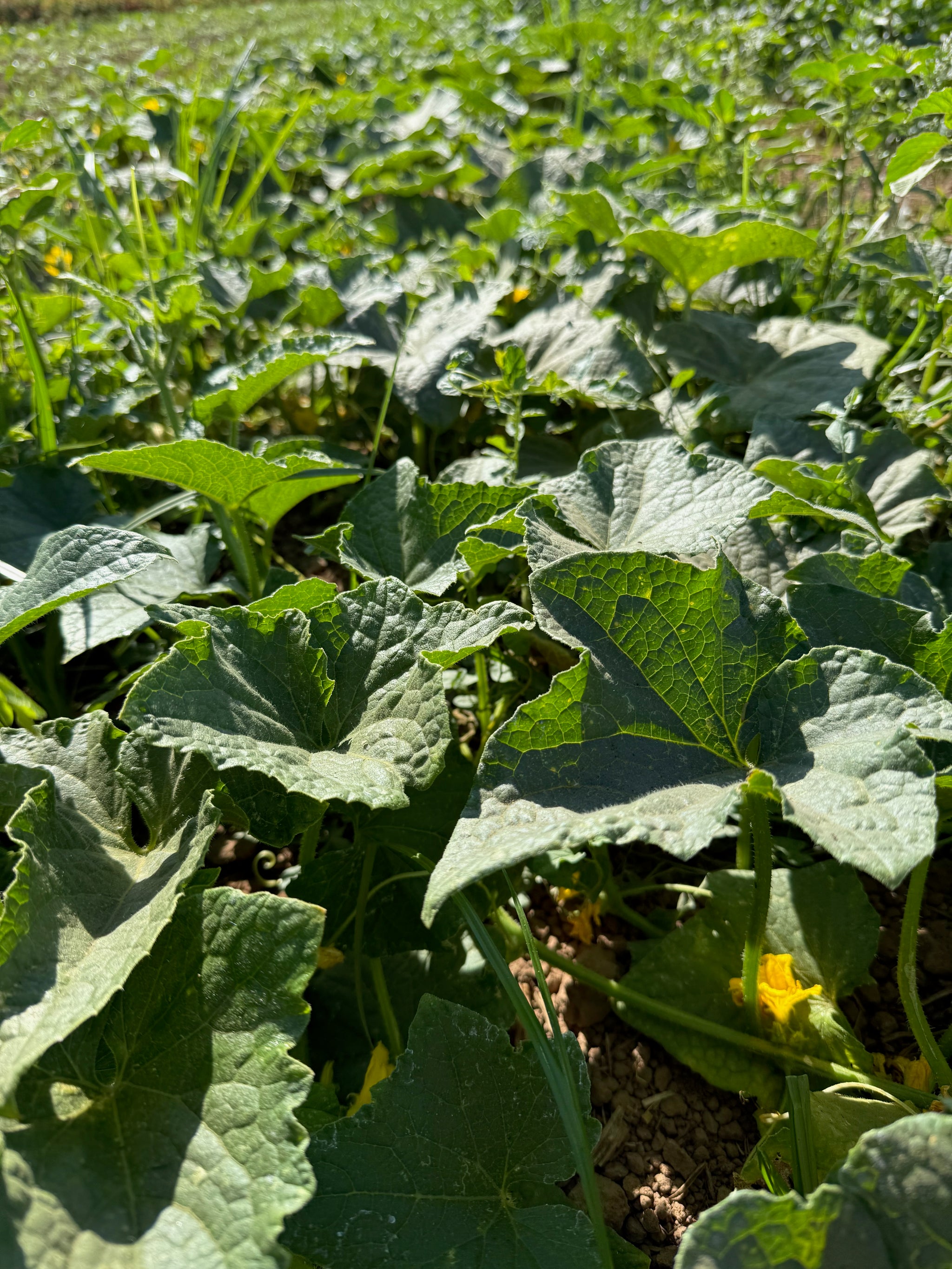 Snow's Fancy Cucumber Seeds BULK: 800 Seeds (1 ounce), OG