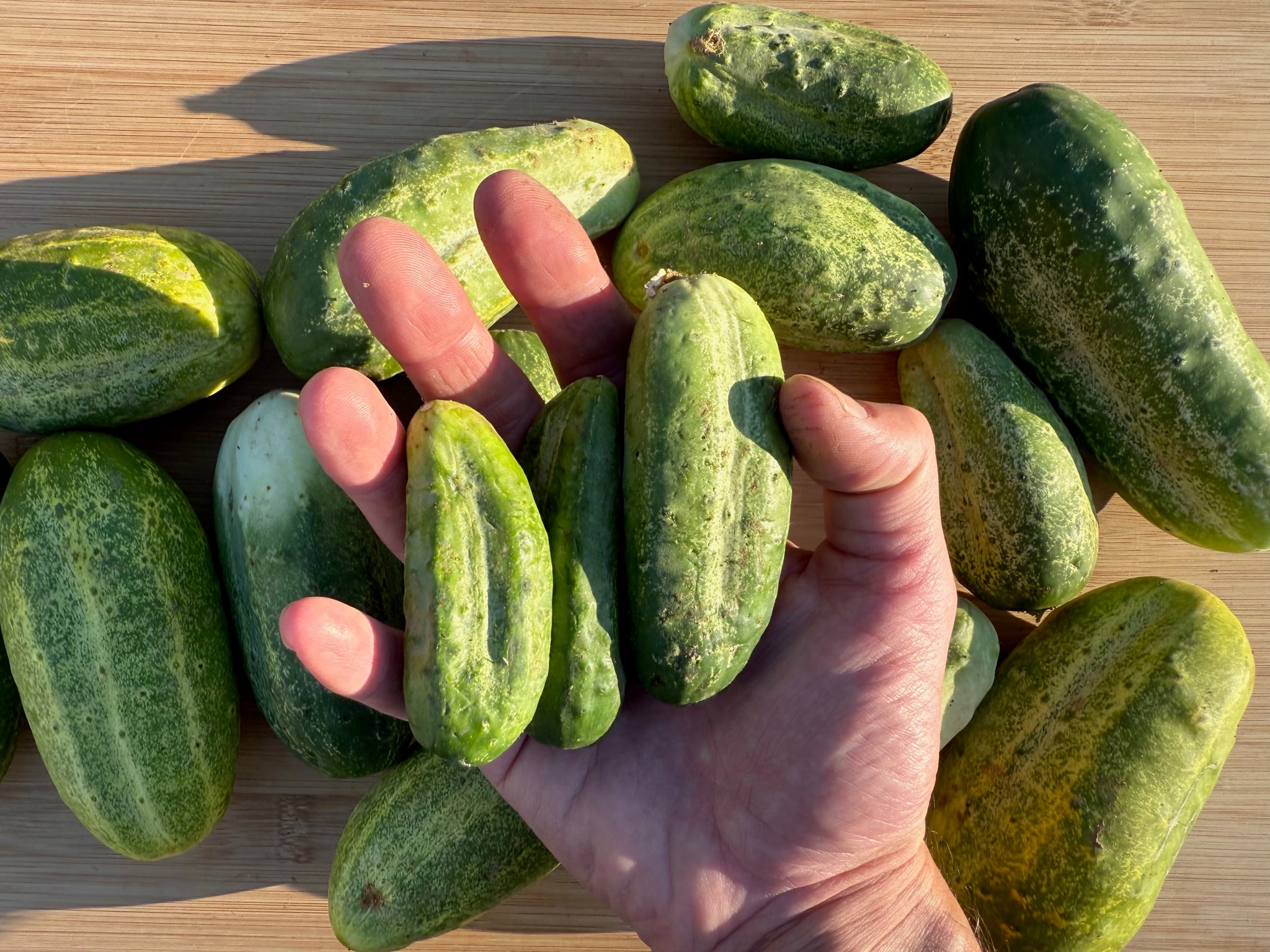 plant cucumber seeds Snow's Fancy Cucumber Seeds BULK: 800 Seeds (1 ounce), OG