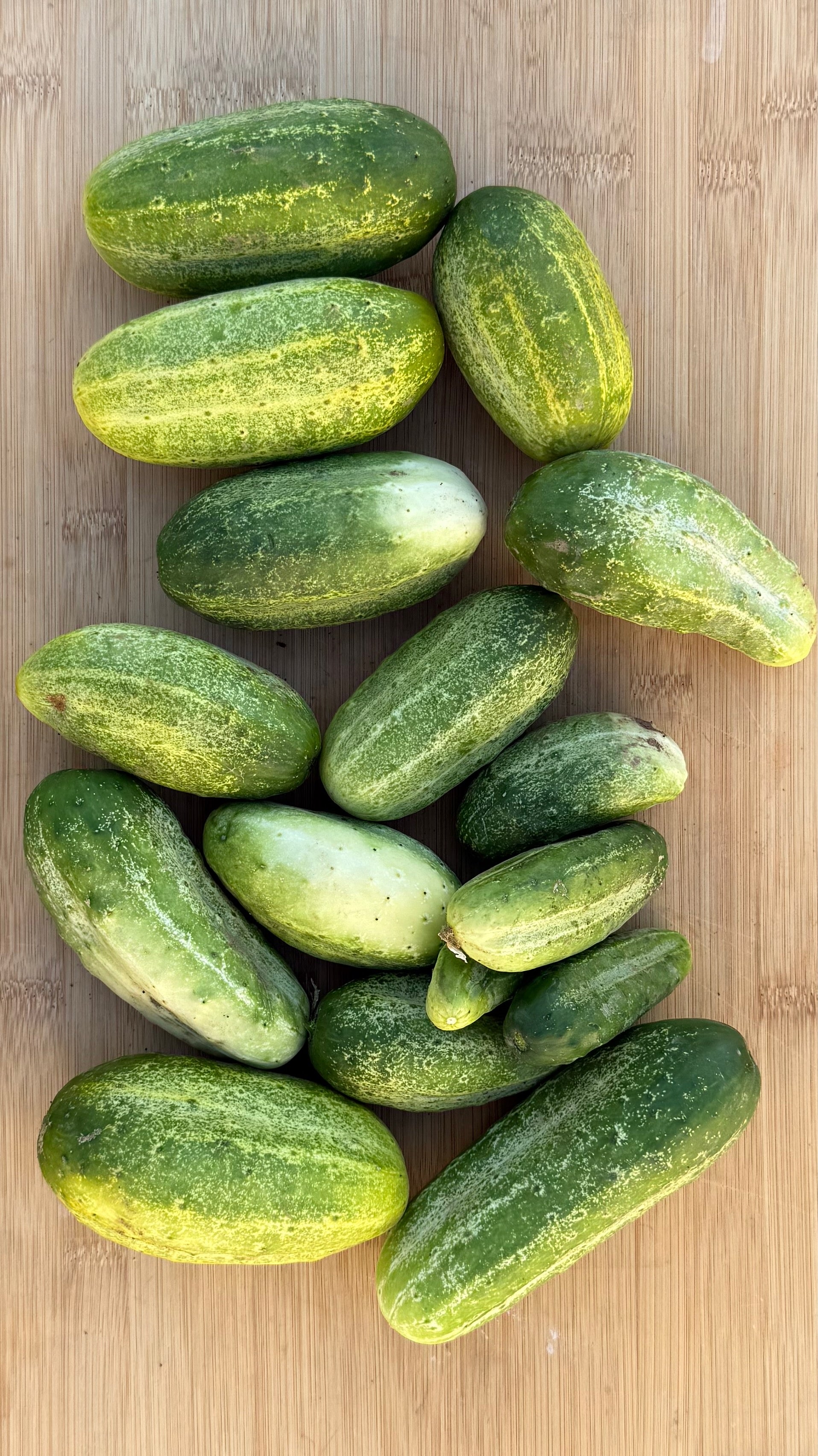 best cucumber seeds for planting Snow's Fancy Cucumber Seeds BULK: 800 Seeds (1 ounce), OG