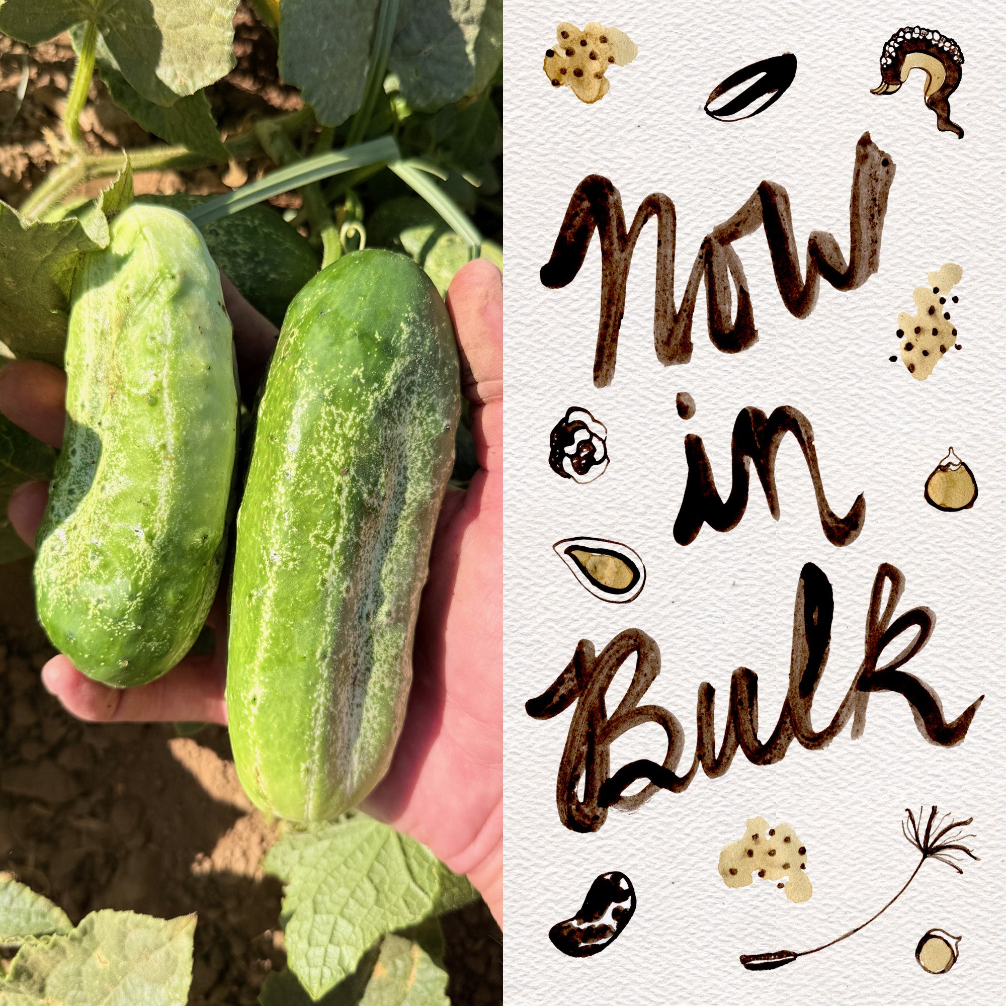 best cucumber seeds to plant Snow's Fancy Cucumber Seeds BULK: 800 Seeds (1 ounce), OG