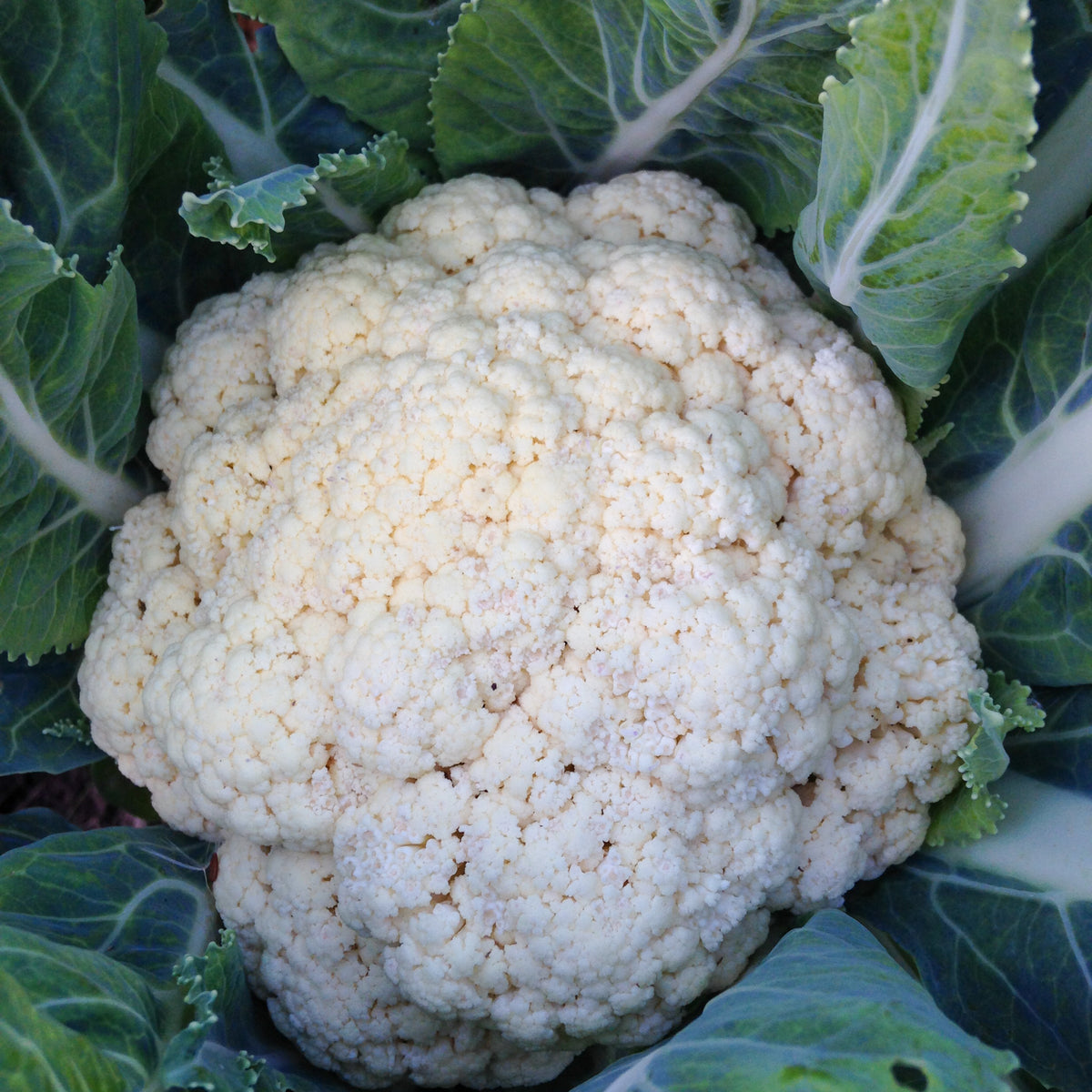 Snowball Cauliflower