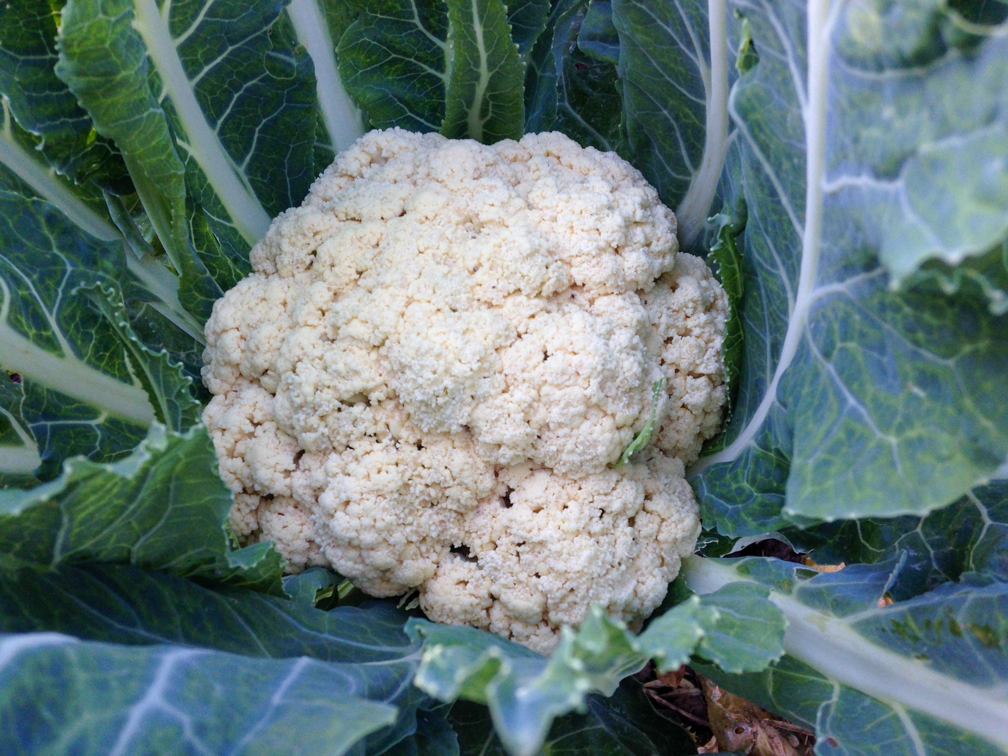 cauliflower seeds from plant Snowball Cauliflower Seeds