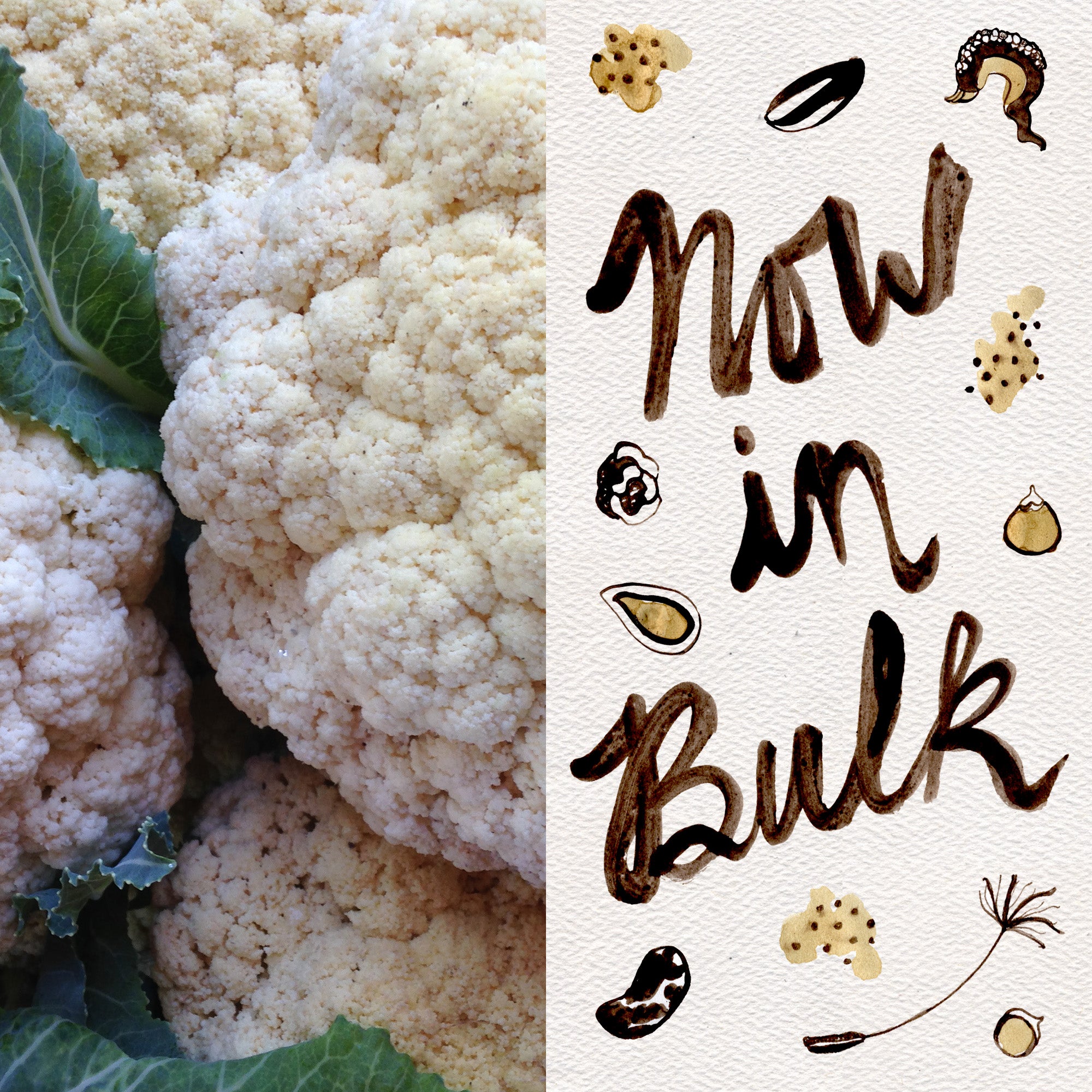 plant cauliflower seeds Snowball Cauliflower Seeds BULK: 1 ounce
