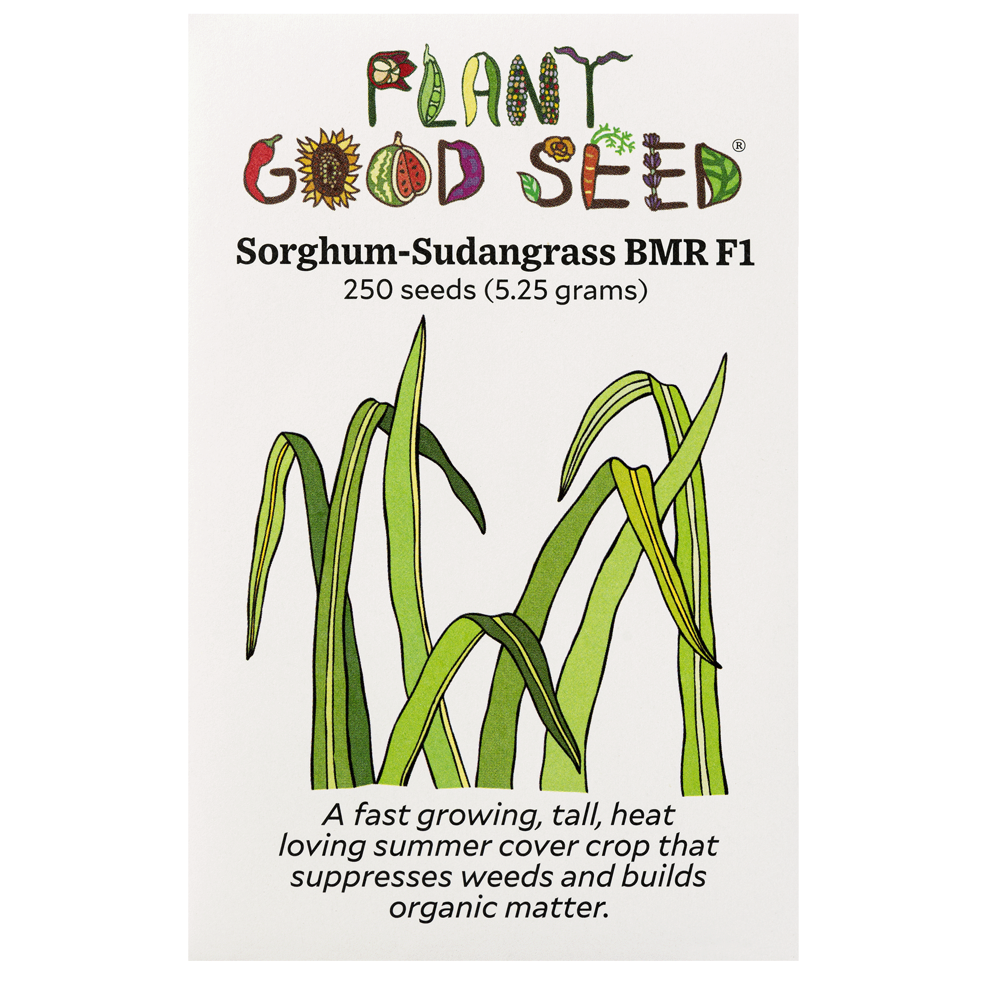 sorghum seed for planting Plant Good Seed Company Sorghum Sudangrass BMR F1 Organic