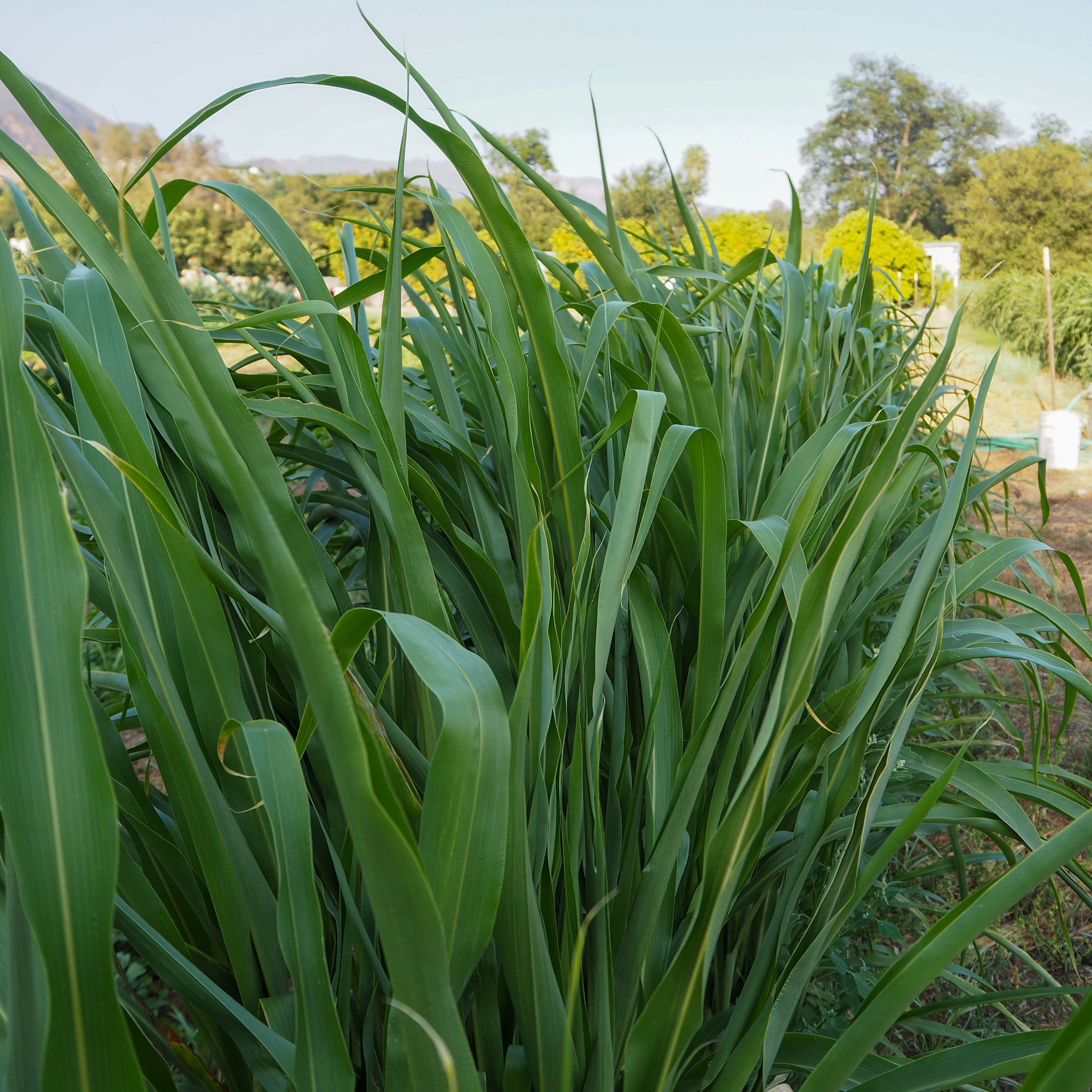 sorghum sudan herbicides Sorghum Sudangrass BMR F1 Seeds