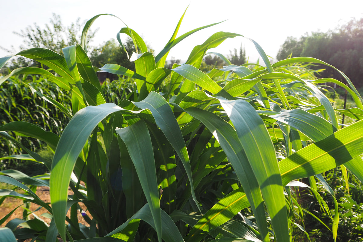 Sorghum Sudangrass BMR F1