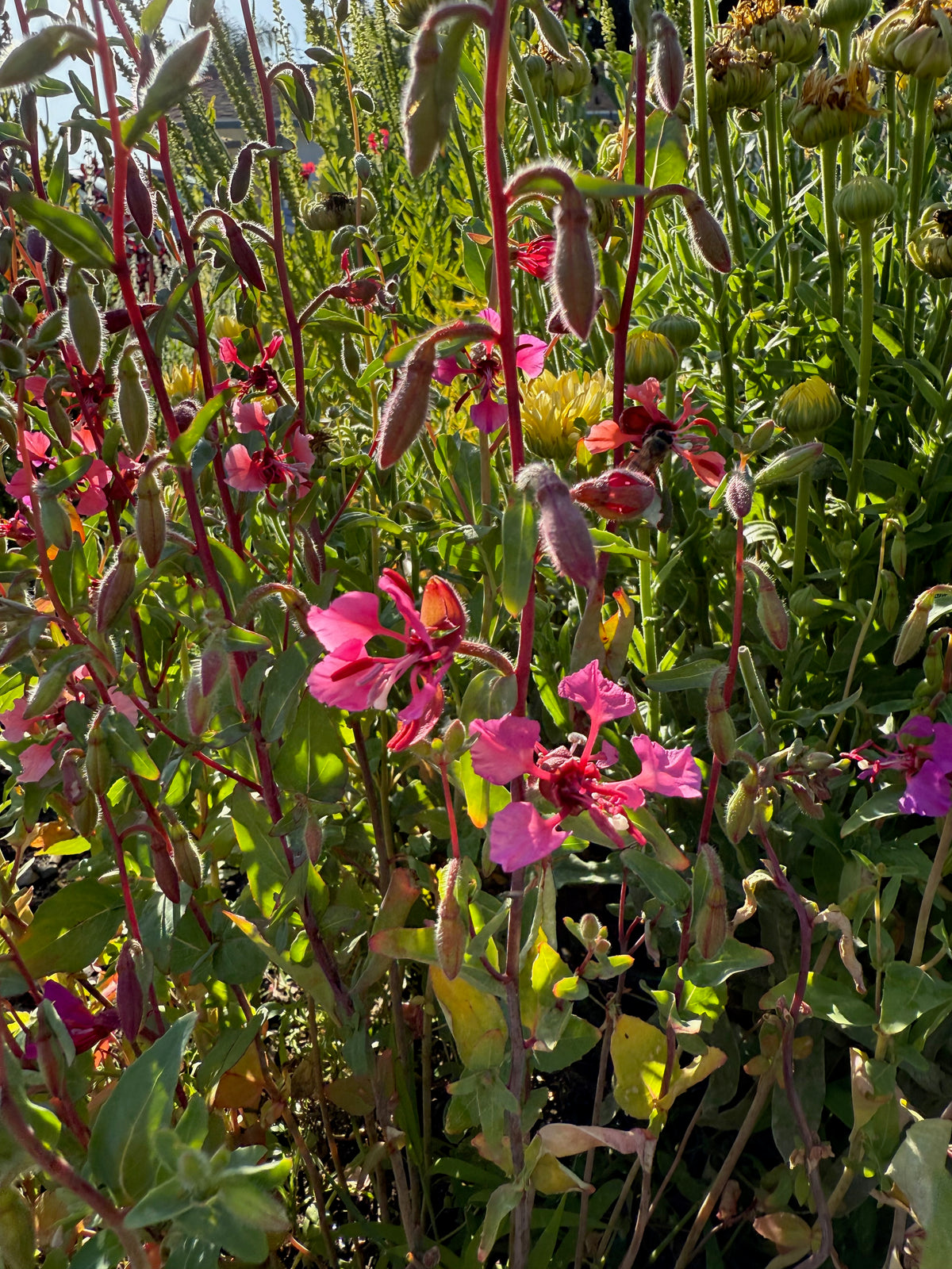 Southern California Native Wildflower Mix